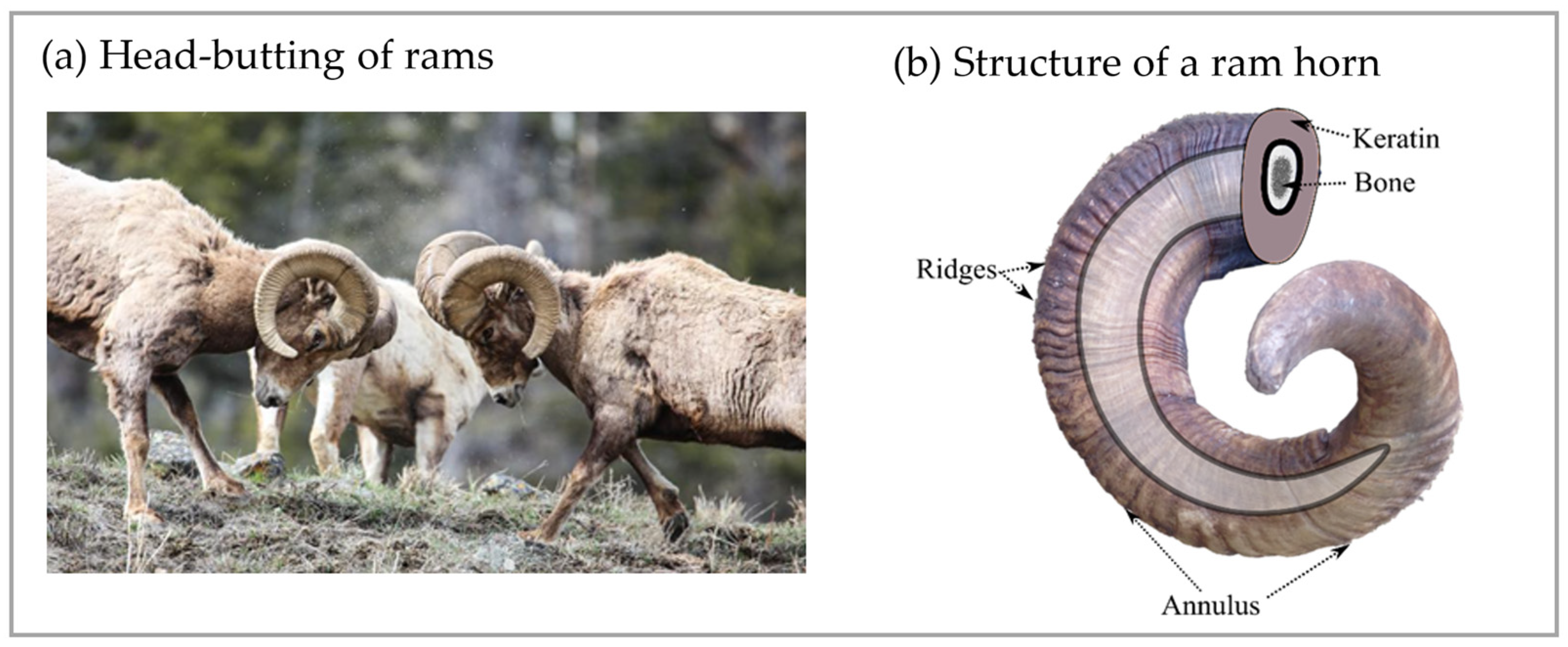 Biomimetics 09 00506 g001