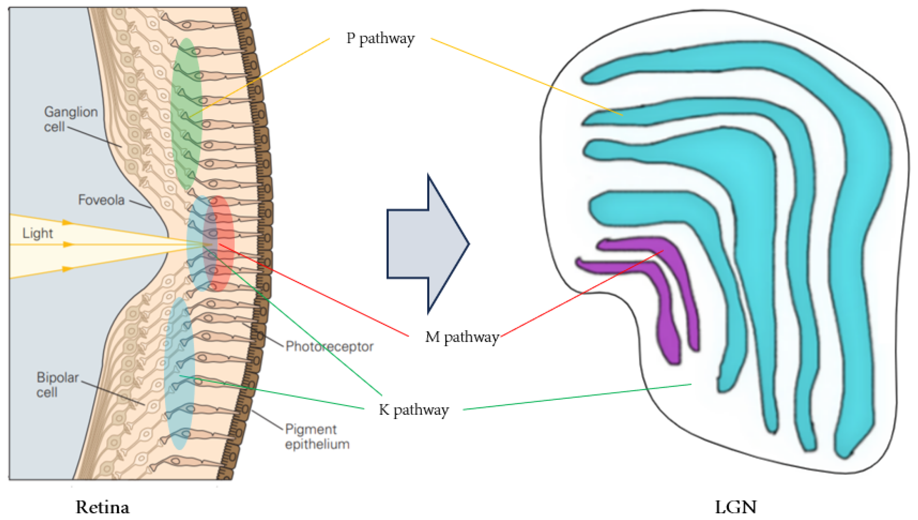 Biomimetics 09 00526 g003