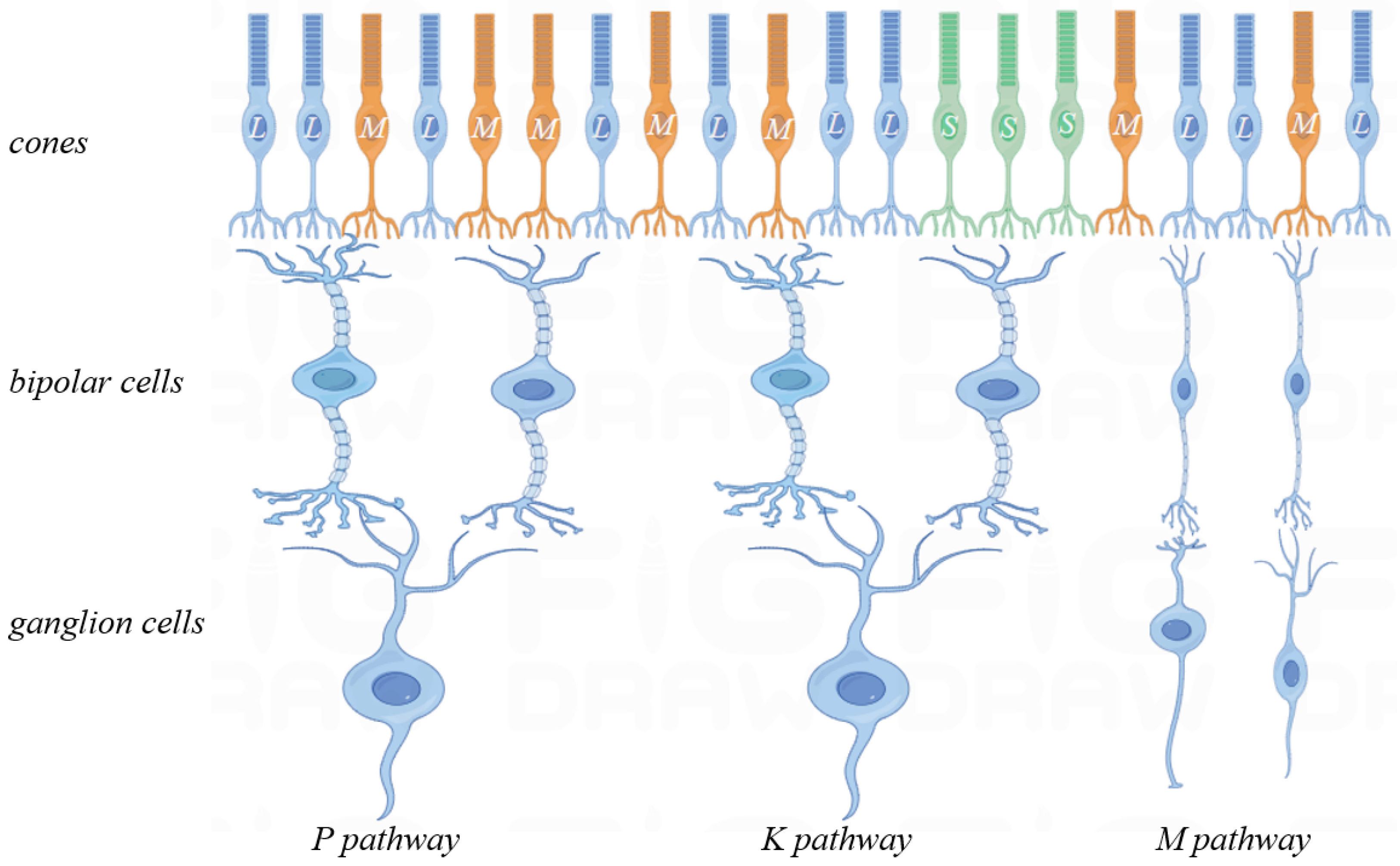 Biomimetics 09 00526 g004