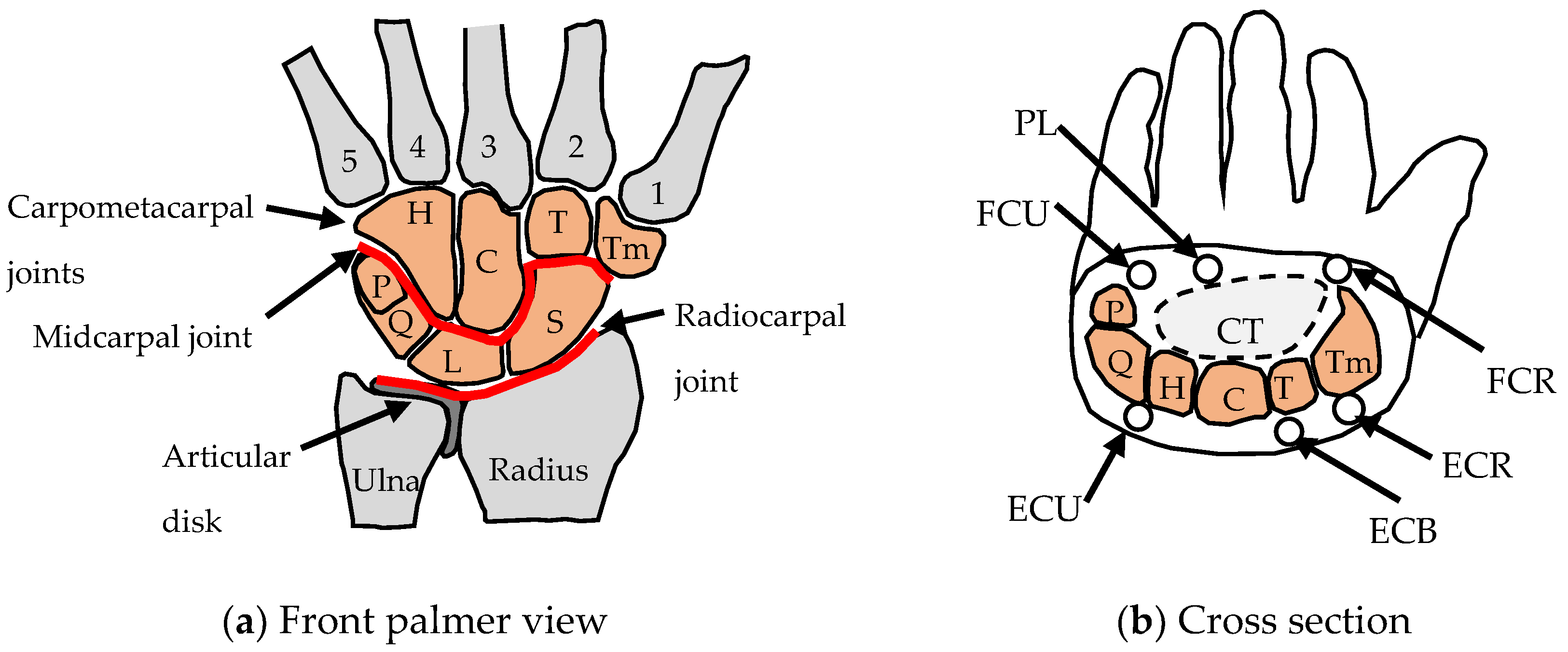 Biomimetics 09 00529 g002