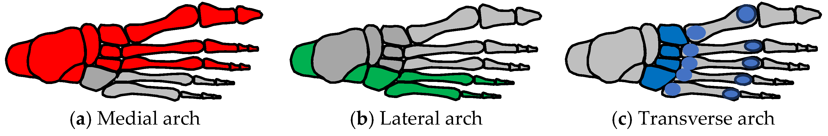 Biomimetics 09 00529 g007