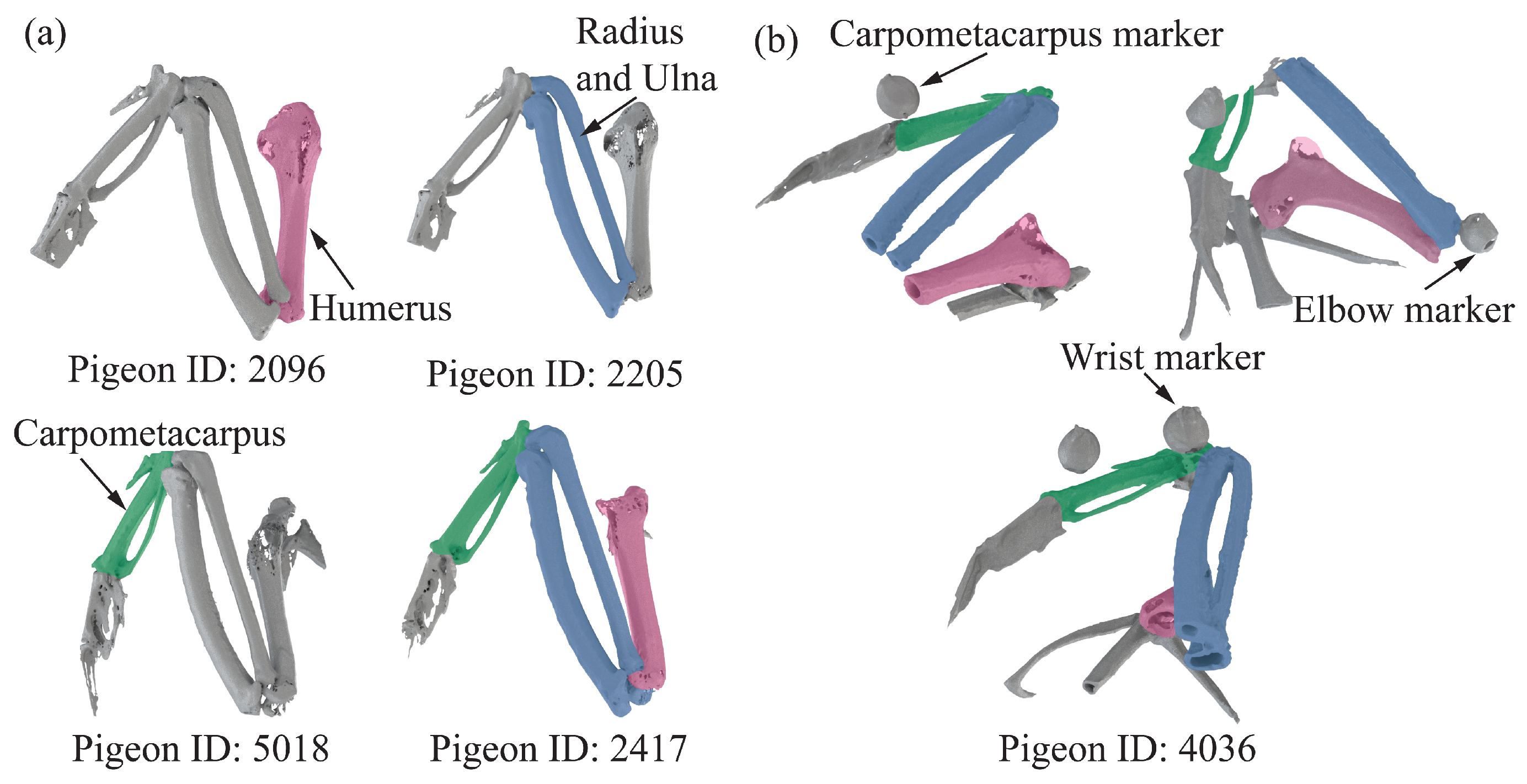 Biomimetics 09 00555 g002