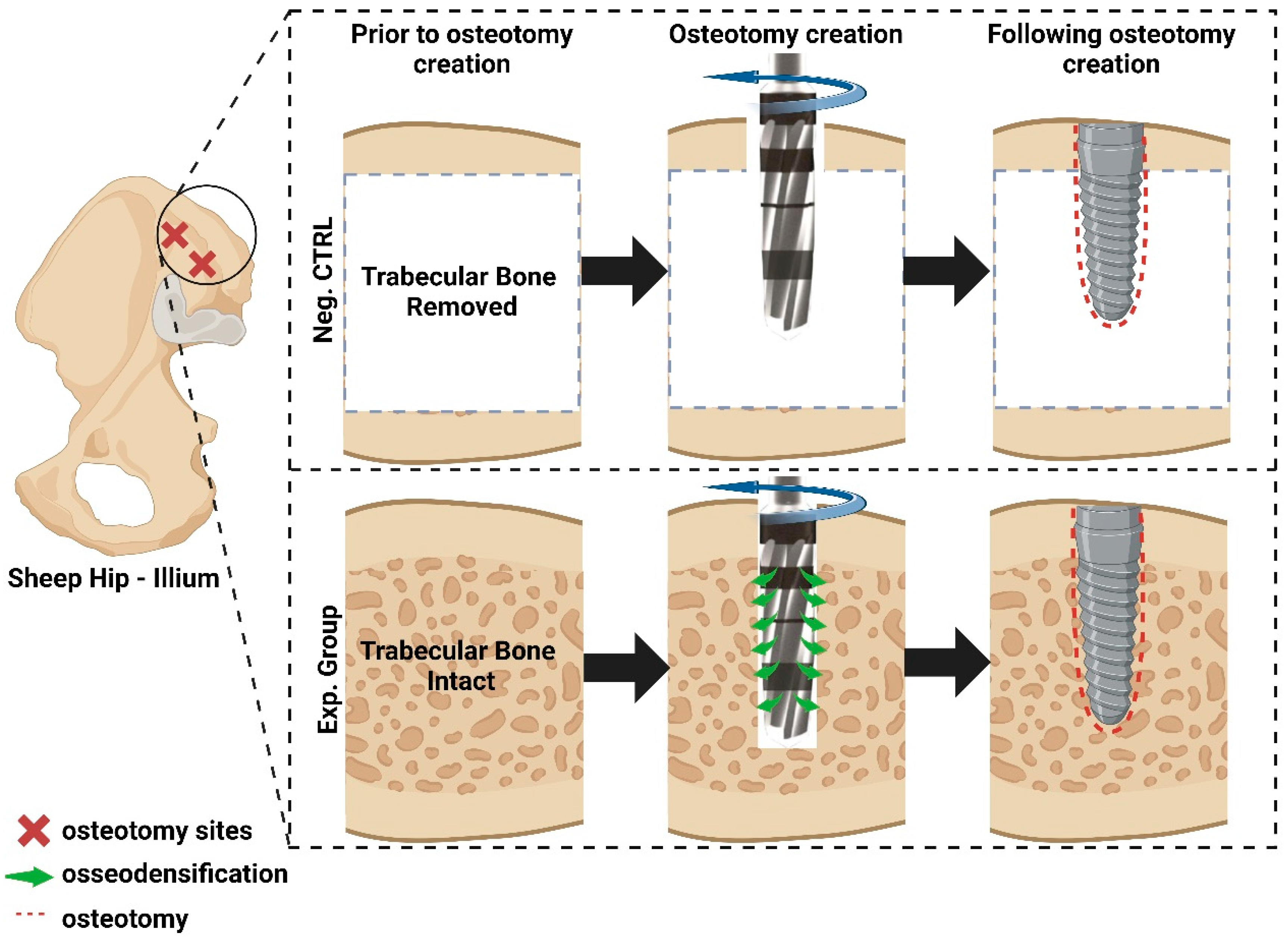 Biomimetics 09 00568 g001