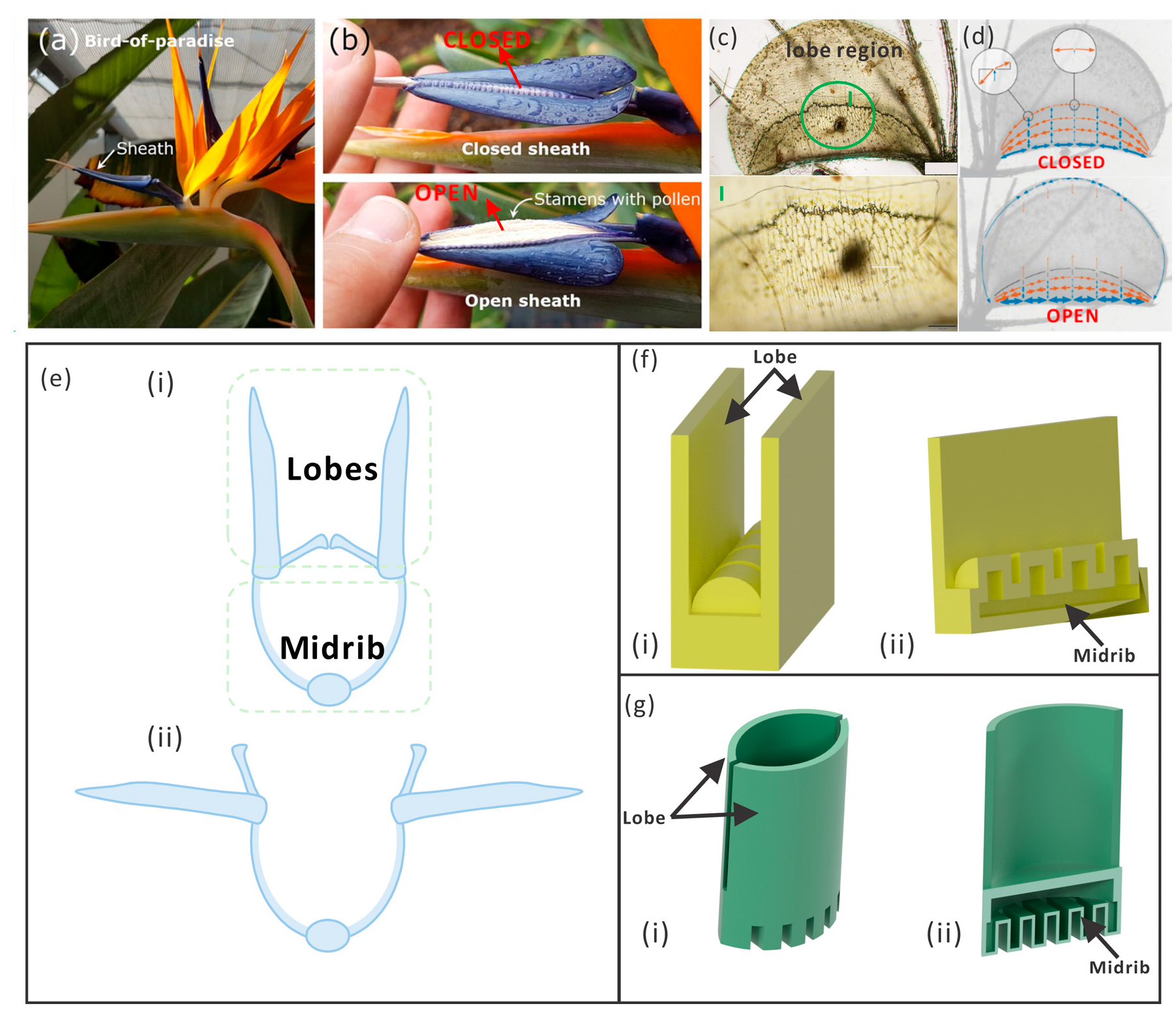 Biomimetics 09 00597 g001