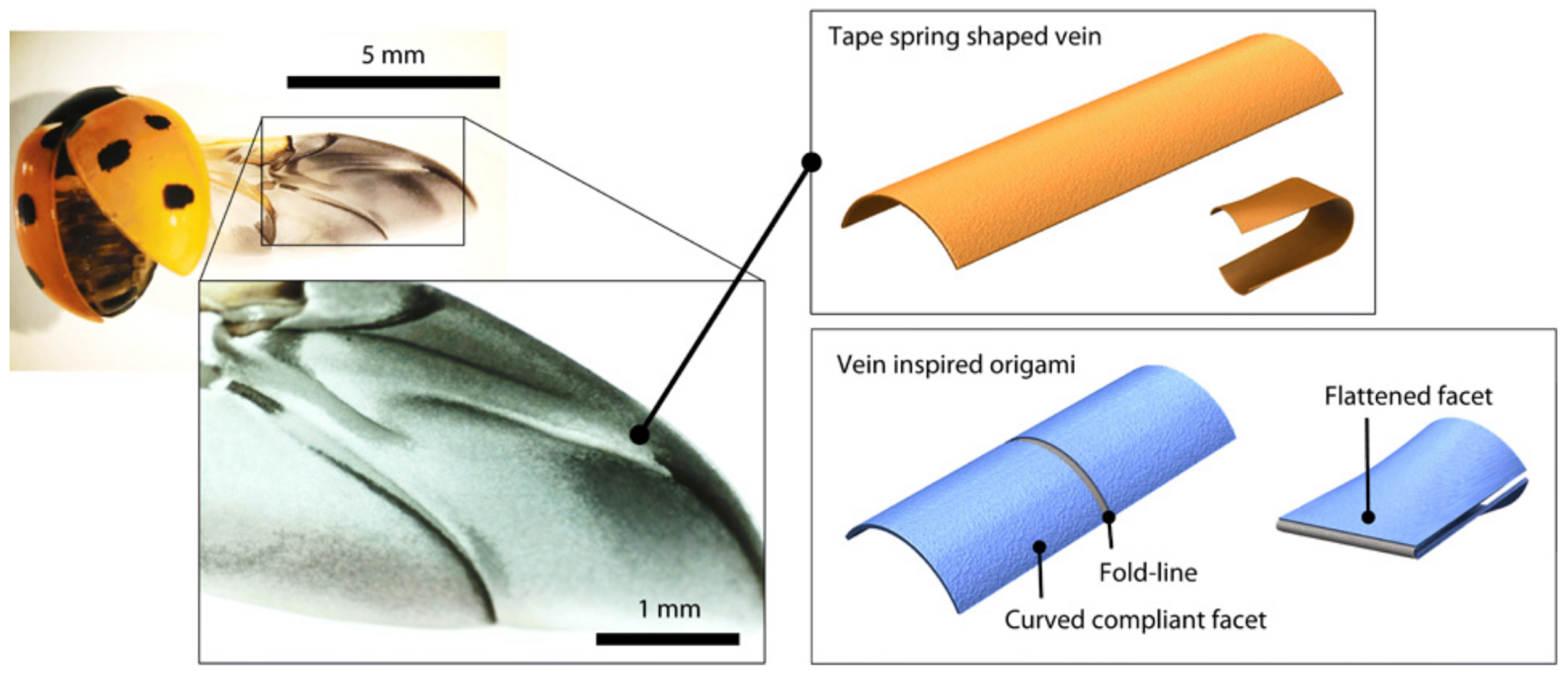 Biomimetics 09 00600 g009