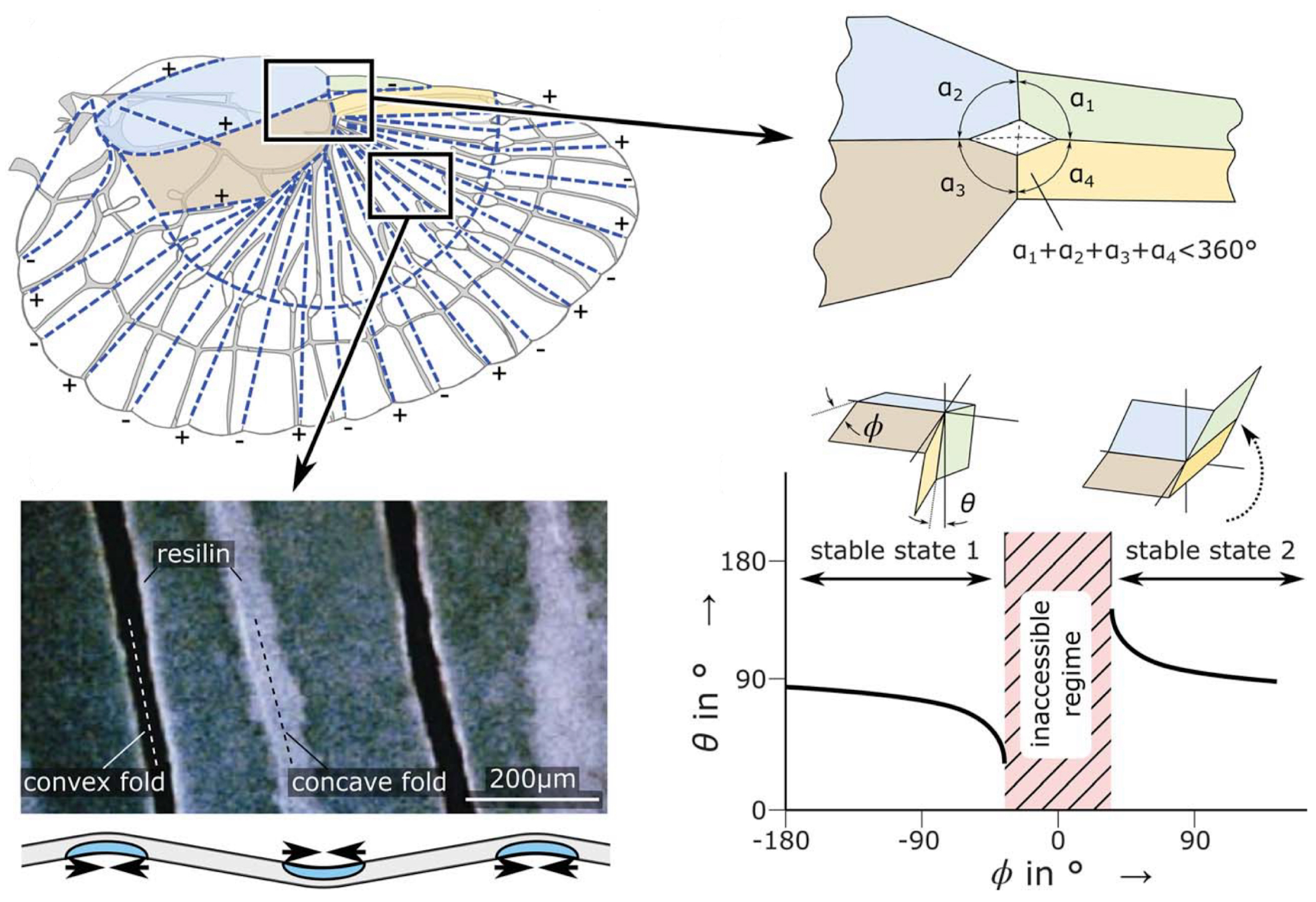 Biomimetics 09 00600 g010