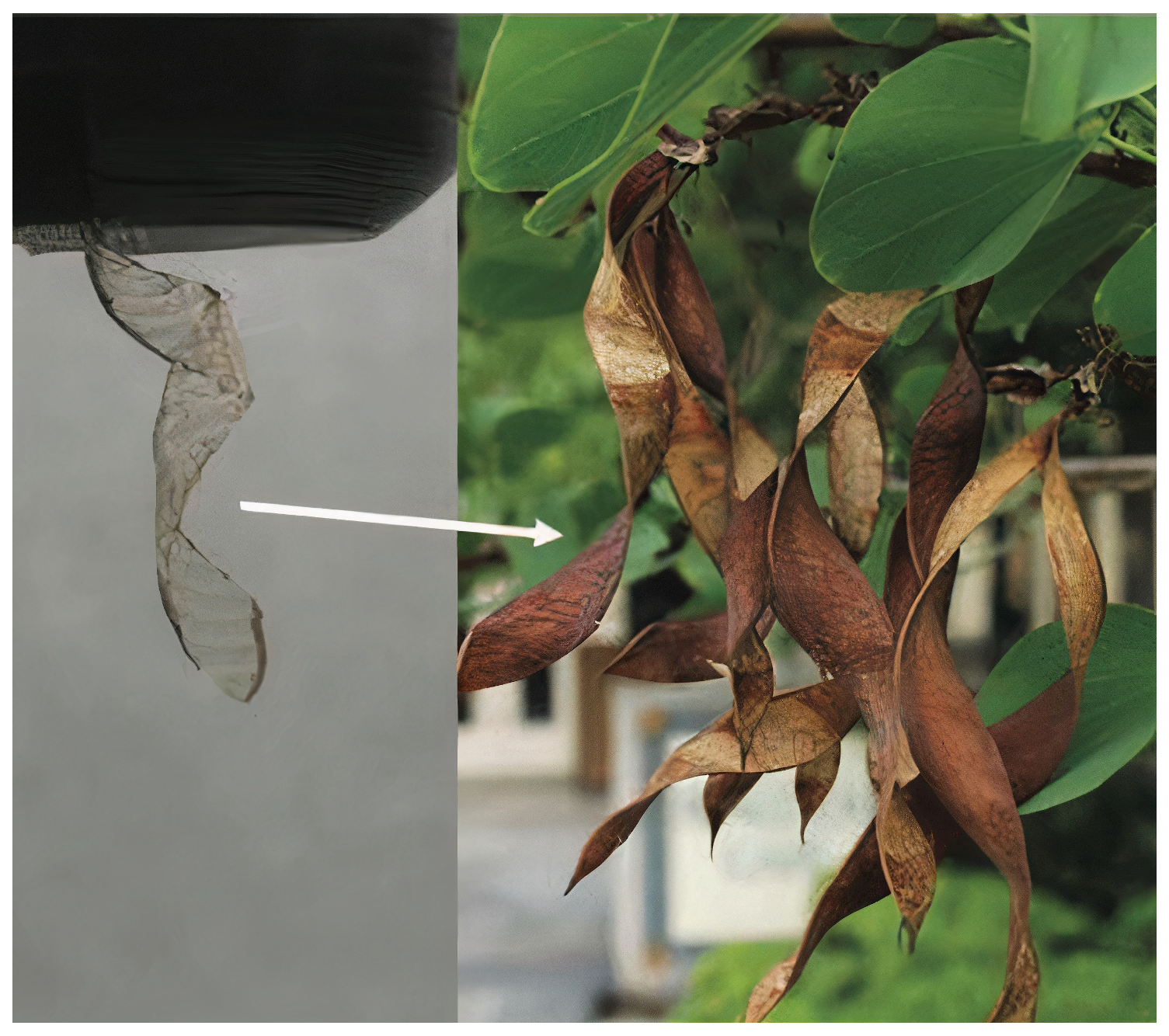 Biomimetics 09 00600 g022