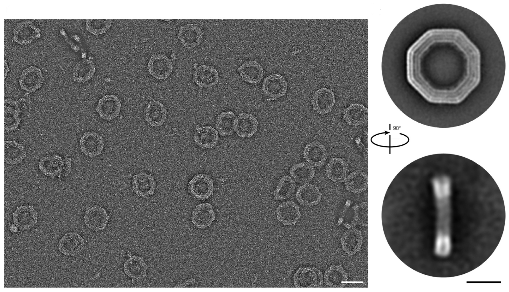 Biomimetics 09 00600 g024