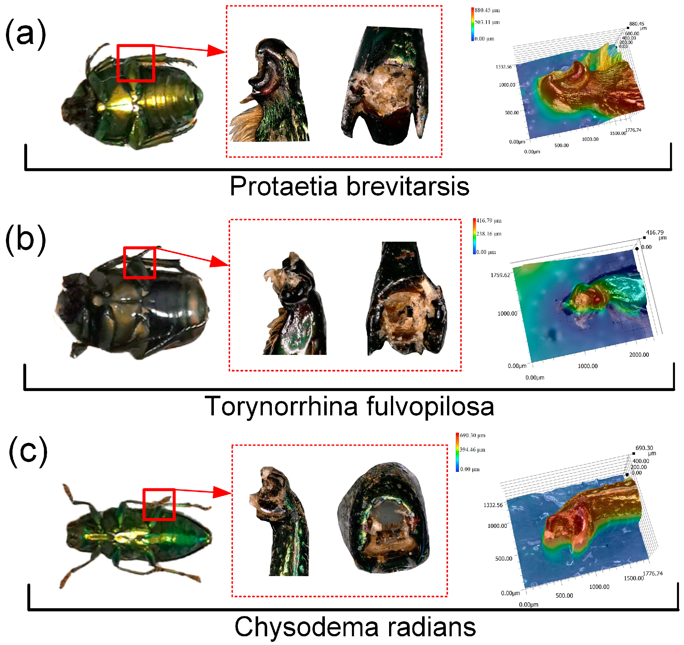 Biomimetics 09 00605 g001
