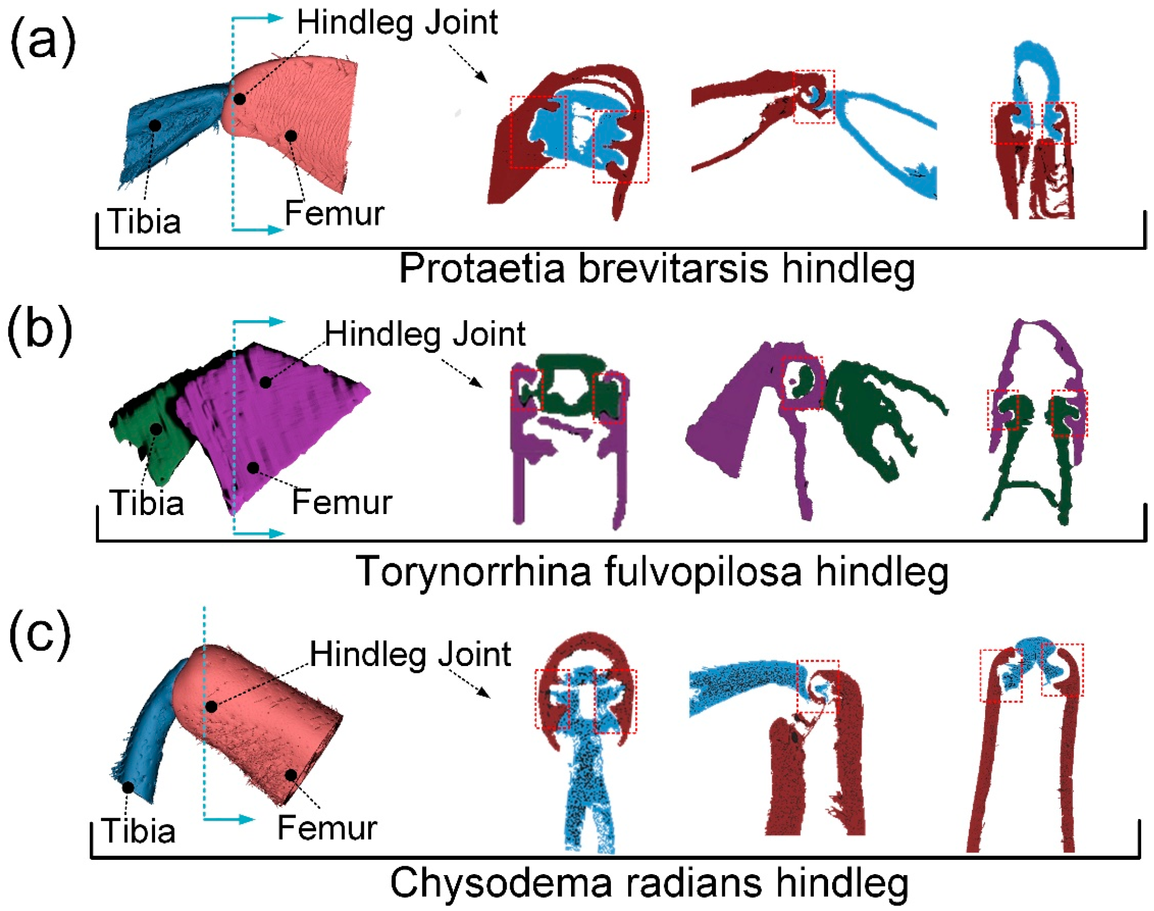 Biomimetics 09 00605 g003