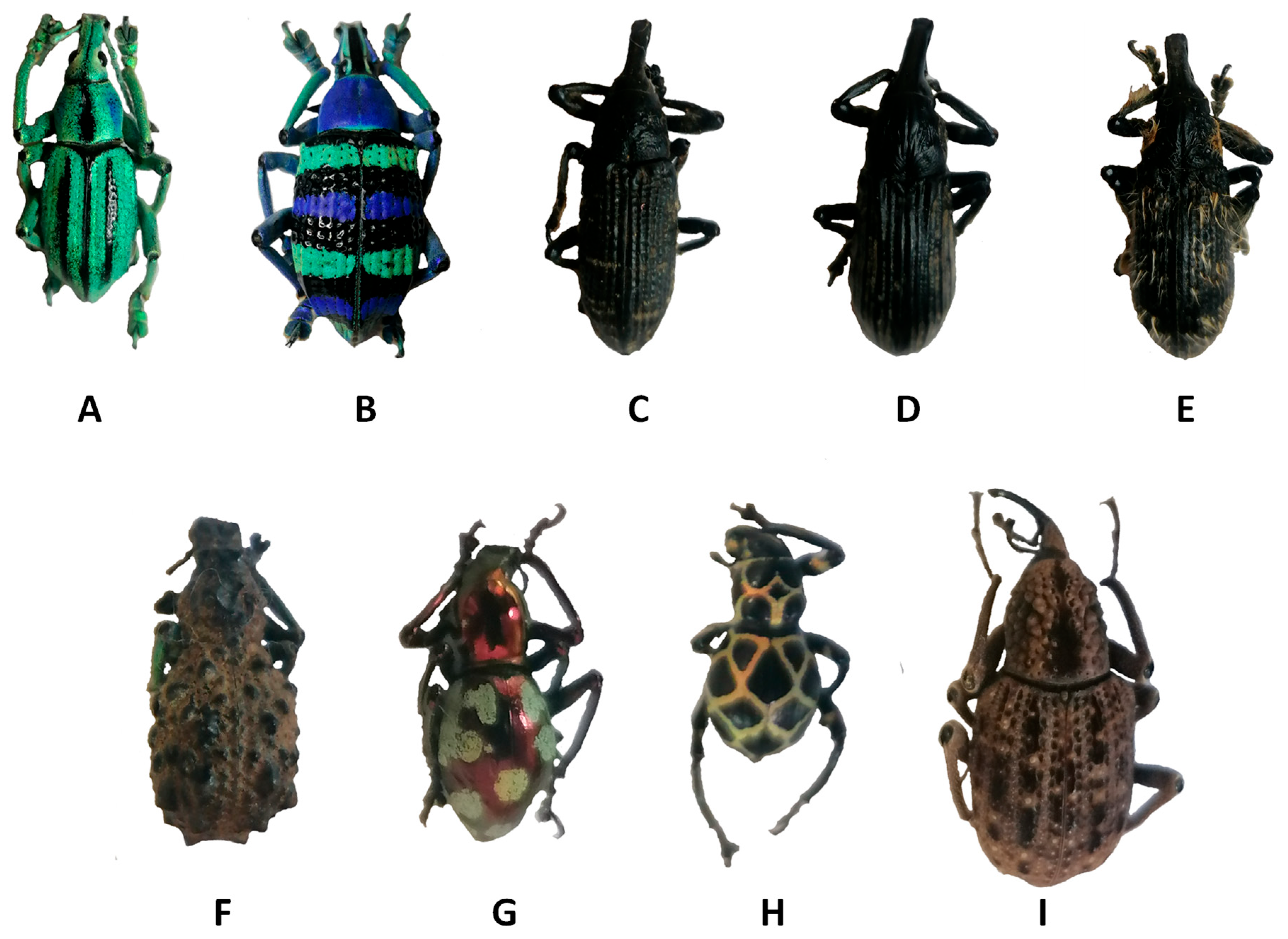 Biomimetics 09 00608 g001