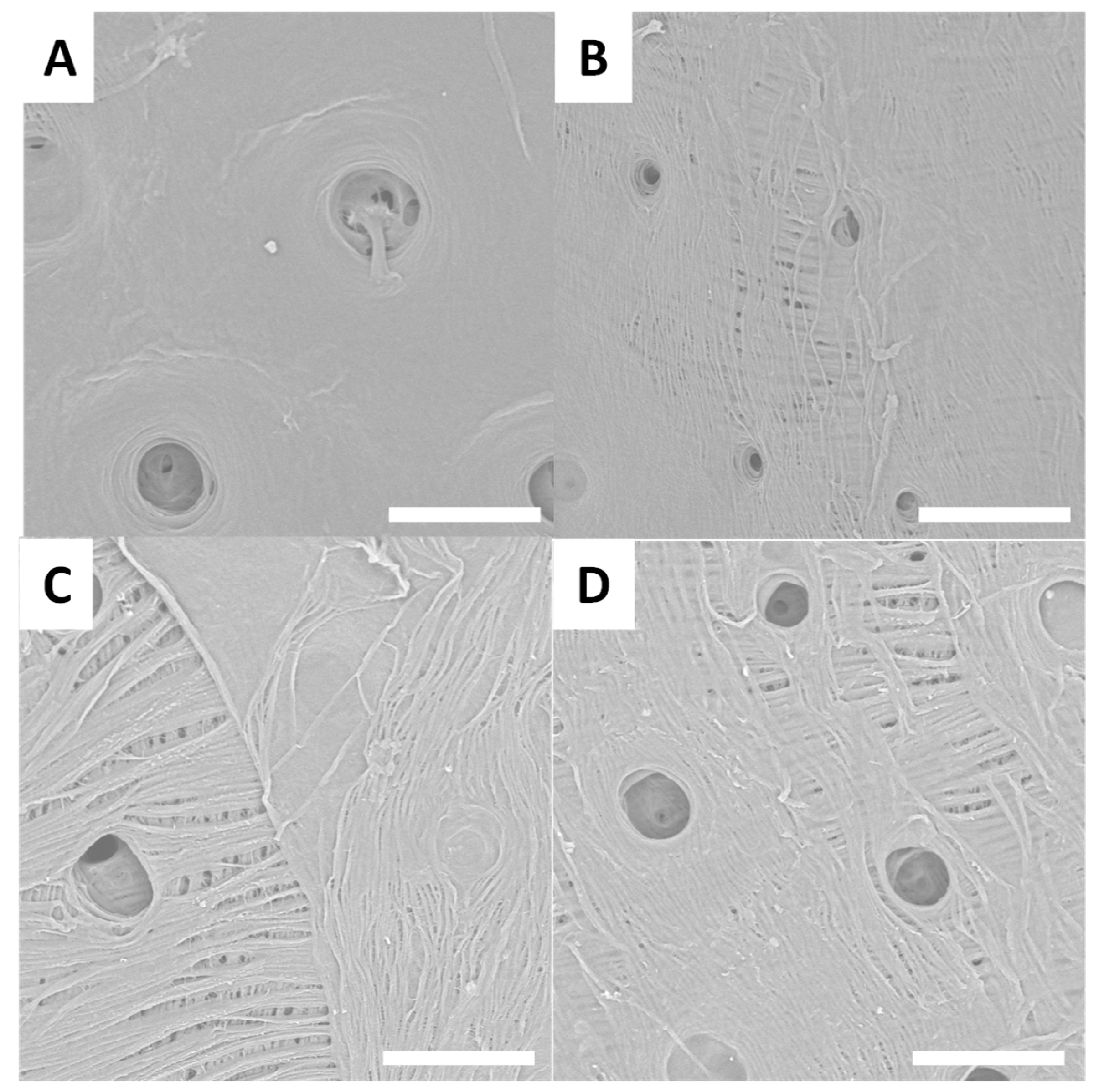Biomimetics 09 00608 g003