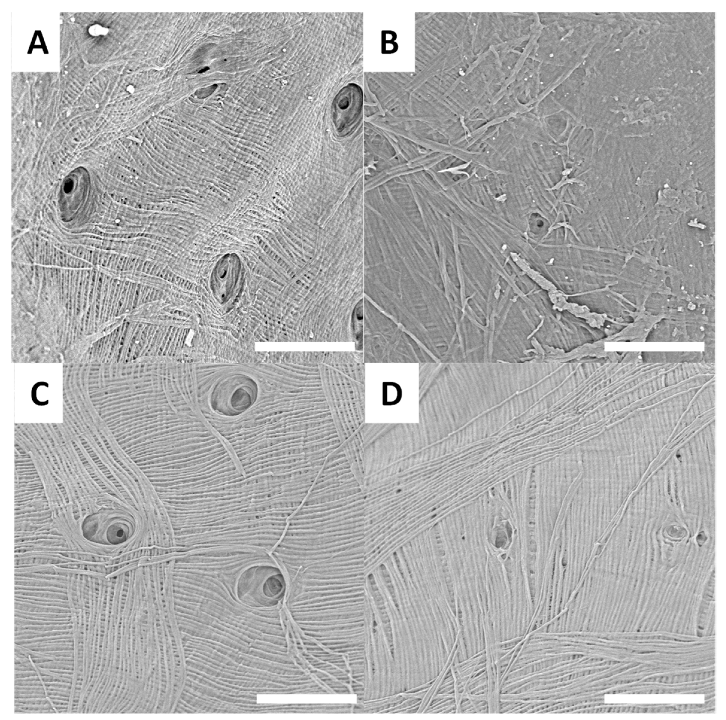 Biomimetics 09 00608 g004