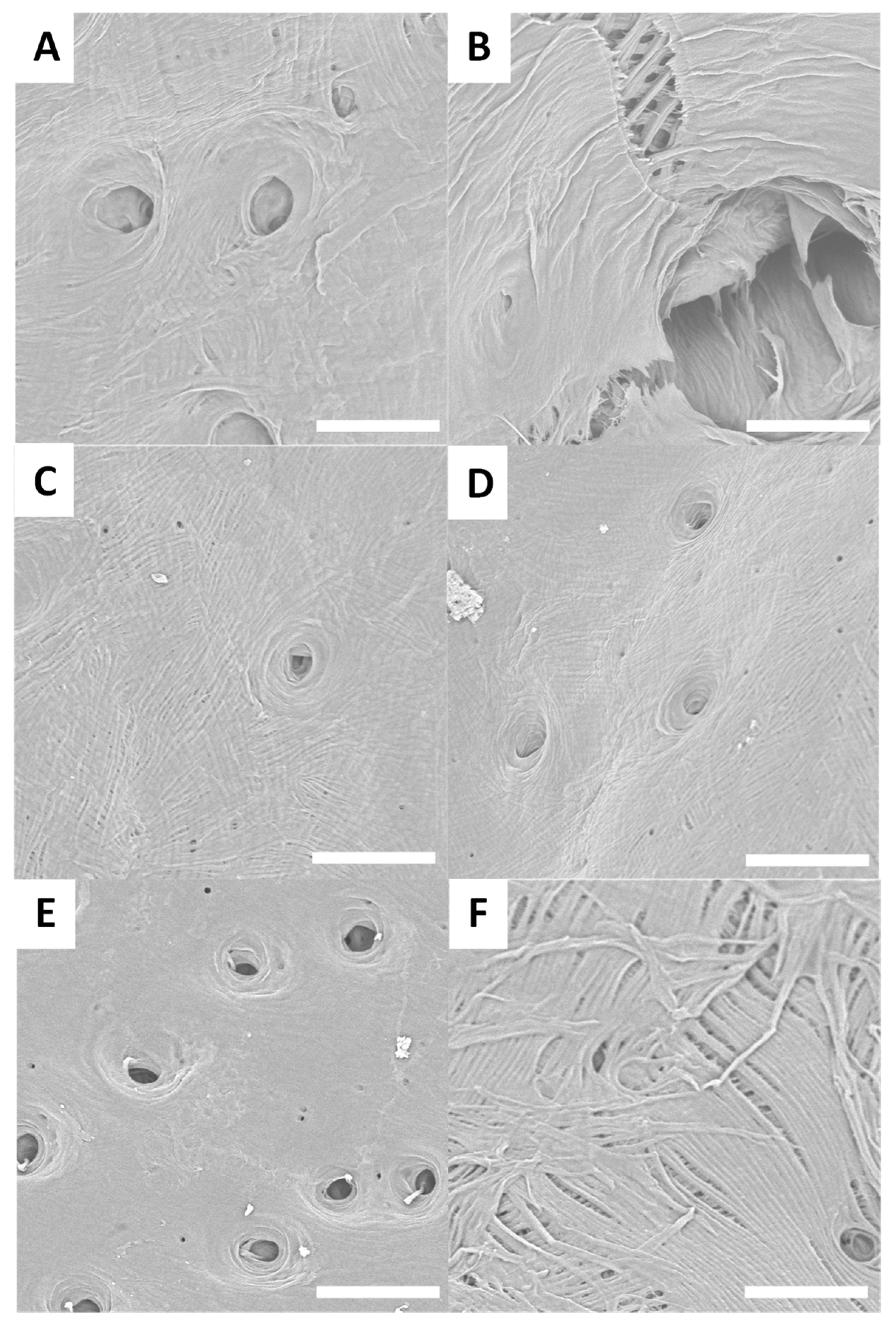 Biomimetics 09 00608 g005