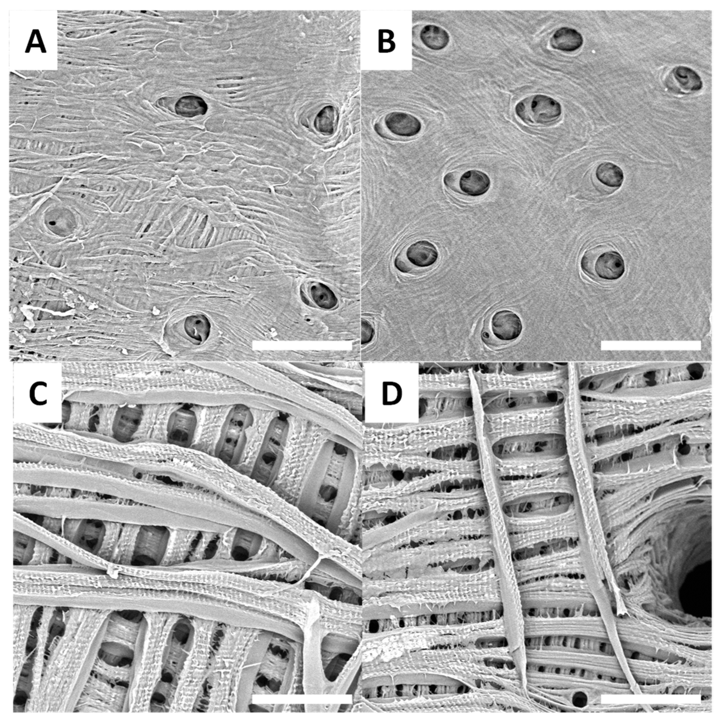 Biomimetics 09 00608 g006