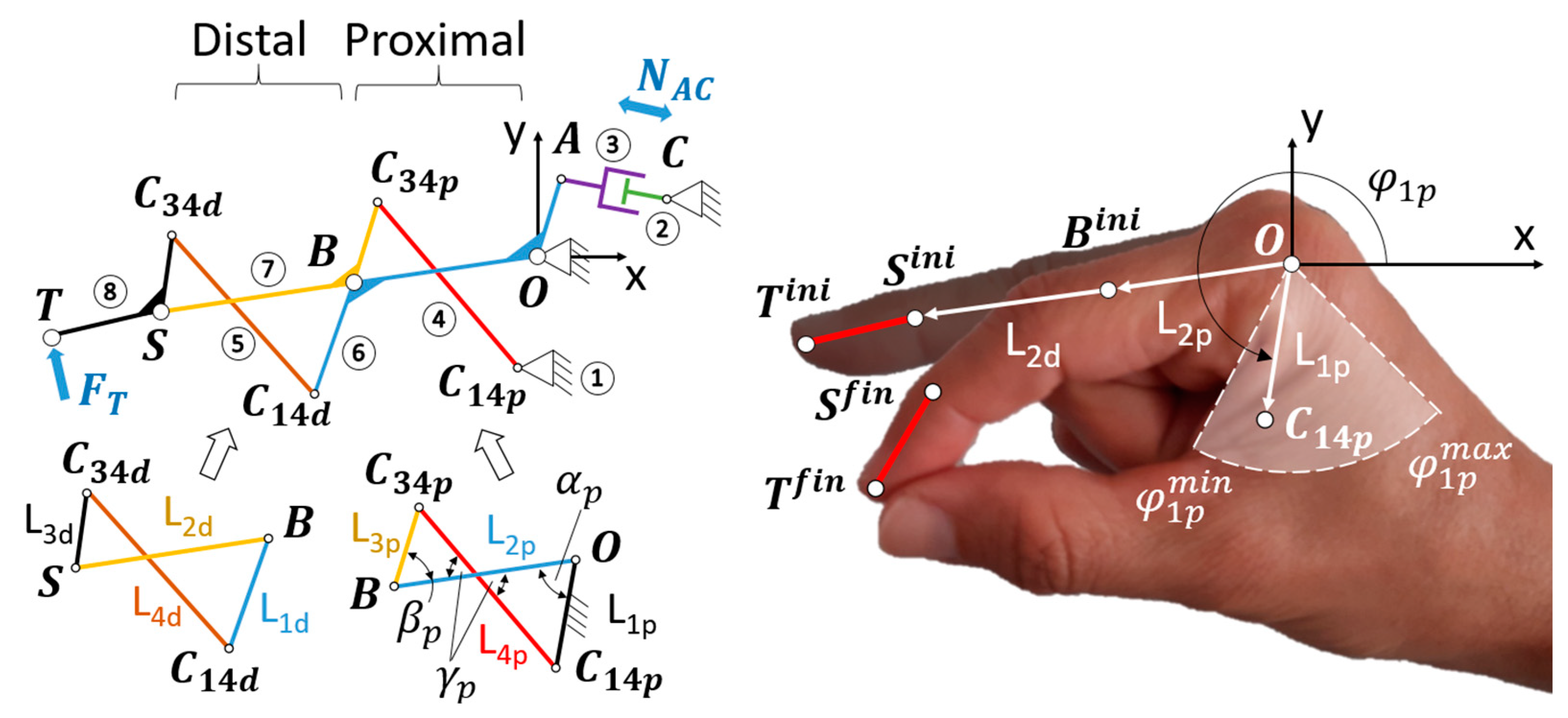 Biomimetics 09 00616 g004