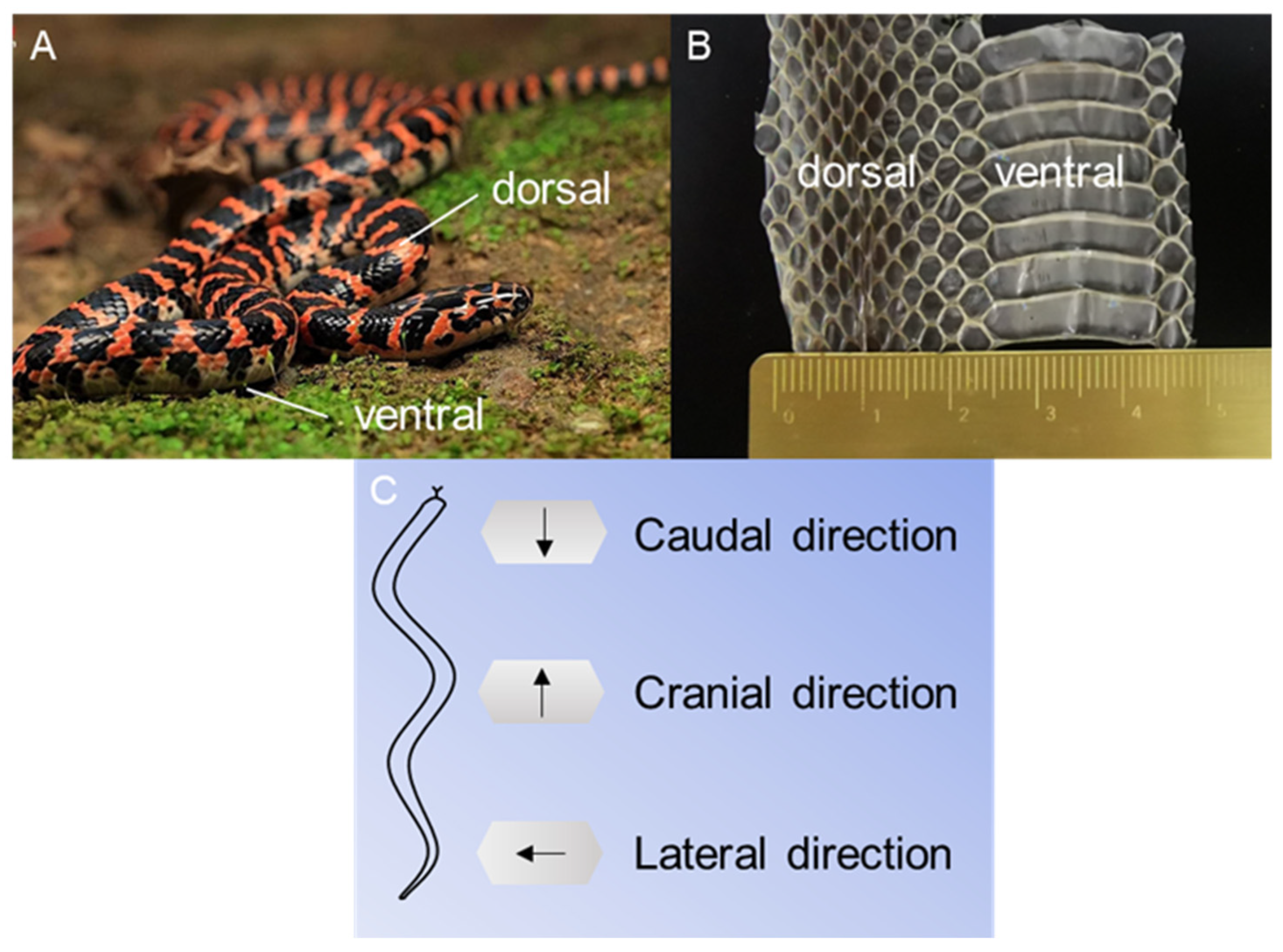 Biomimetics 09 00617 g001 Biomimetics 09 00617 g001