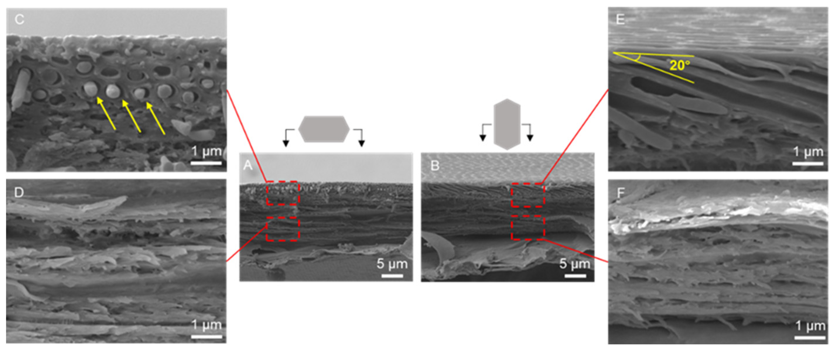 Biomimetics 09 00617 g003 Biomimetics 09 00617 g003