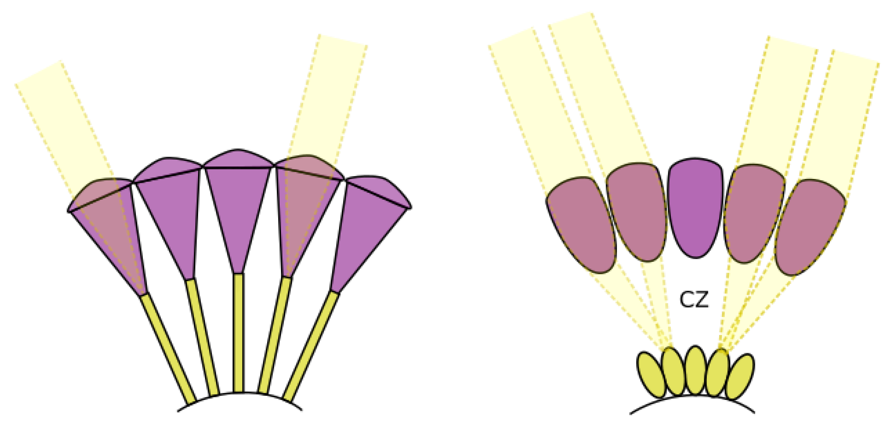 Biomimetics 09 00620 g001
