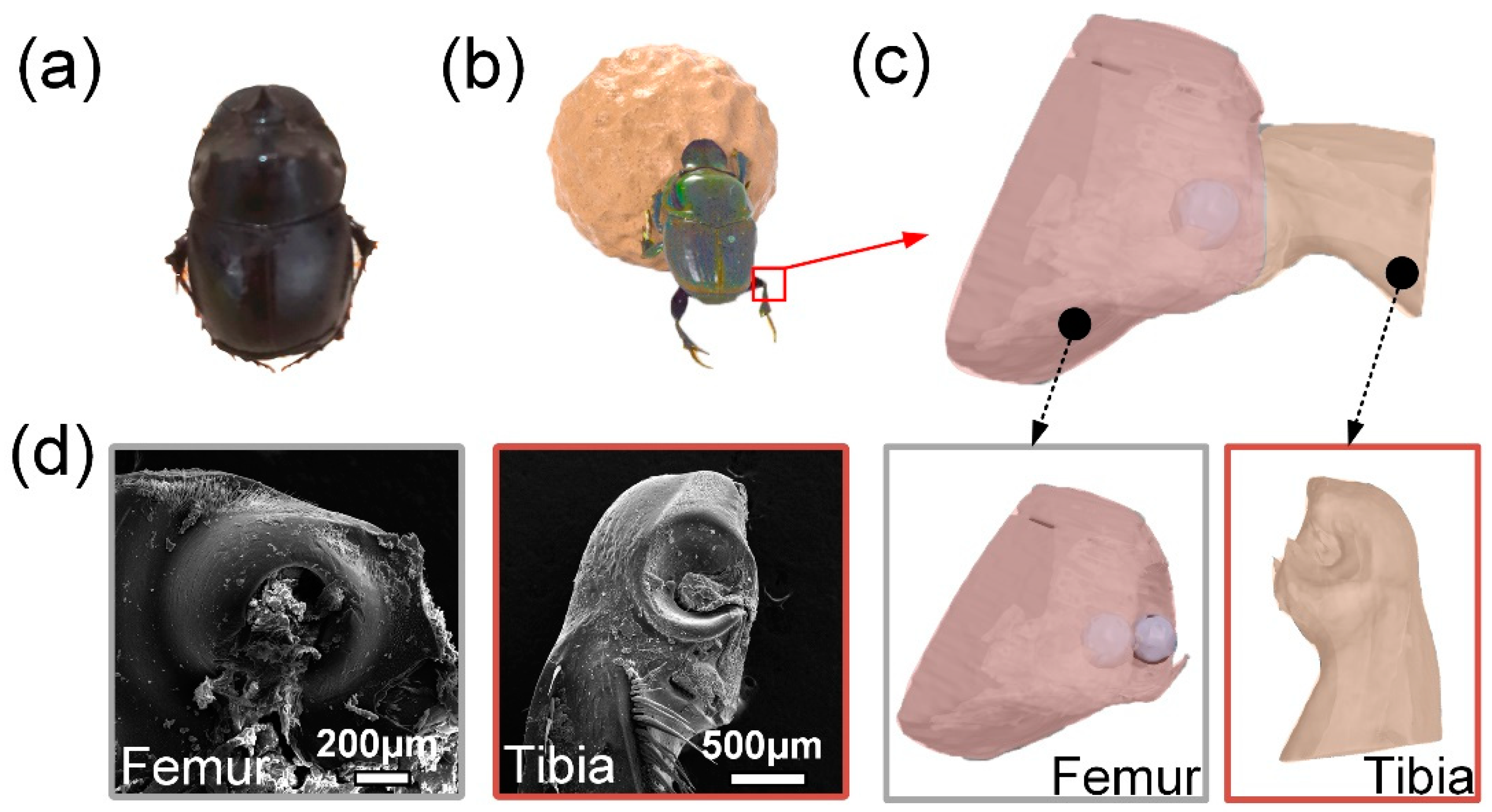 Biomimetics 09 00622 g001
