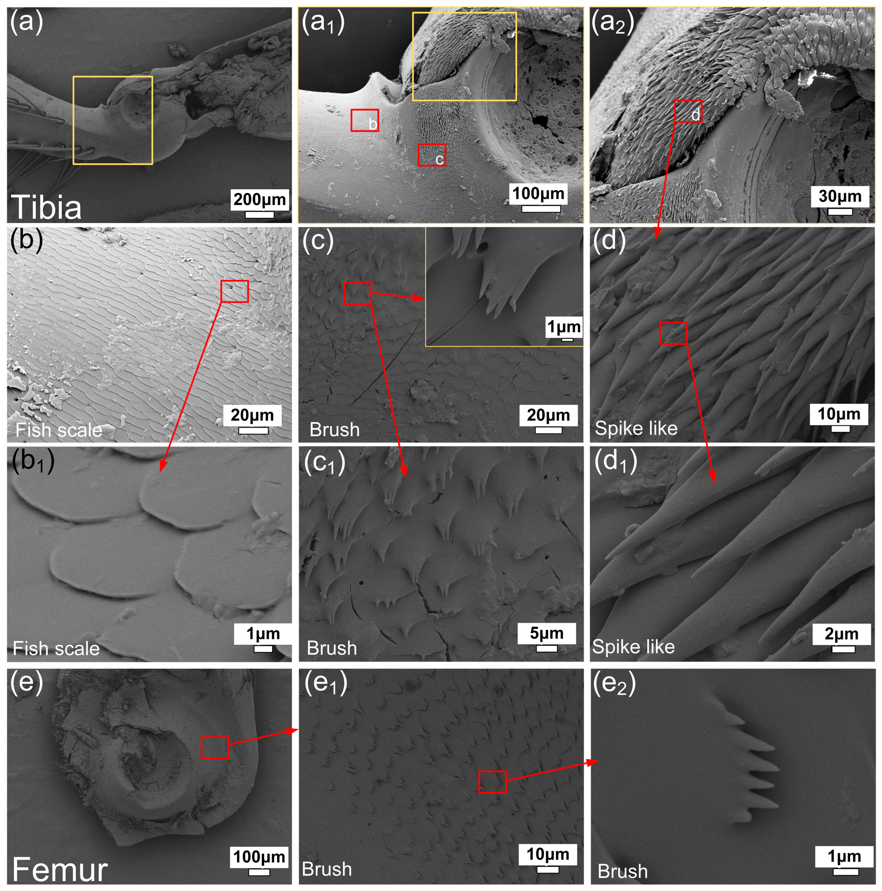 Biomimetics 09 00622 g002
