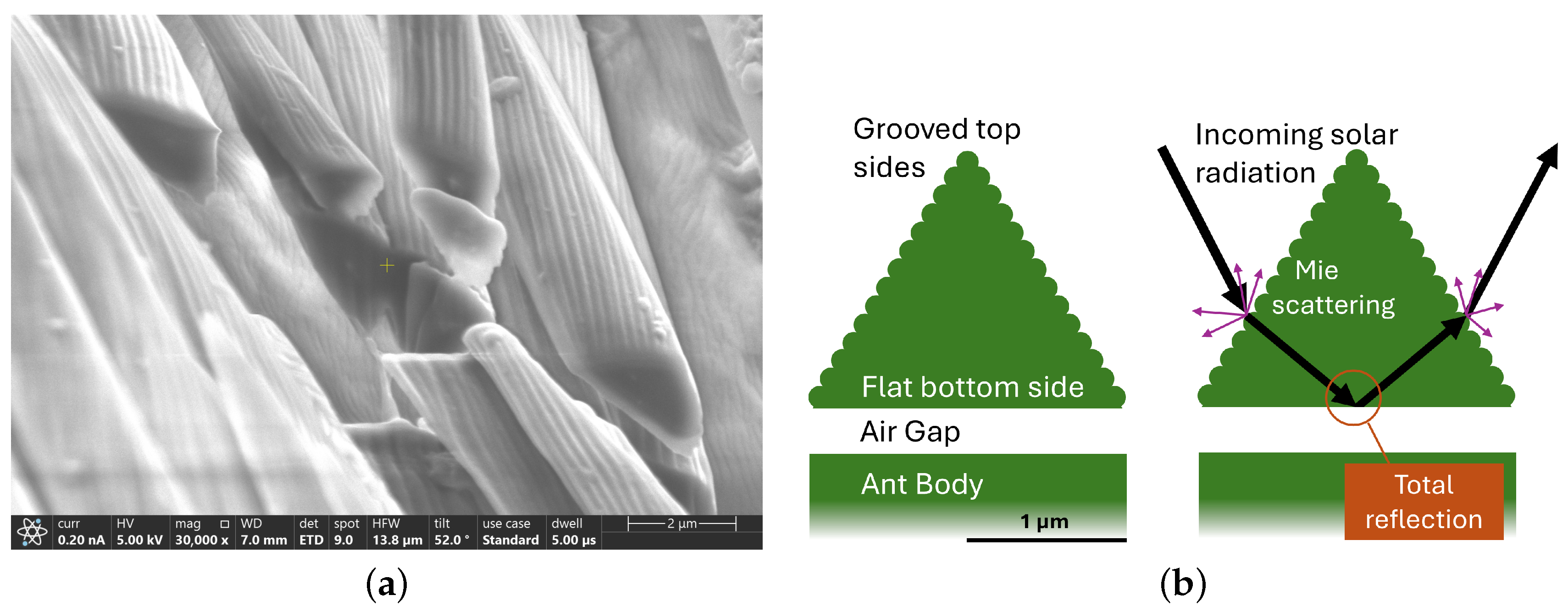 Biomimetics 09 00630 g002