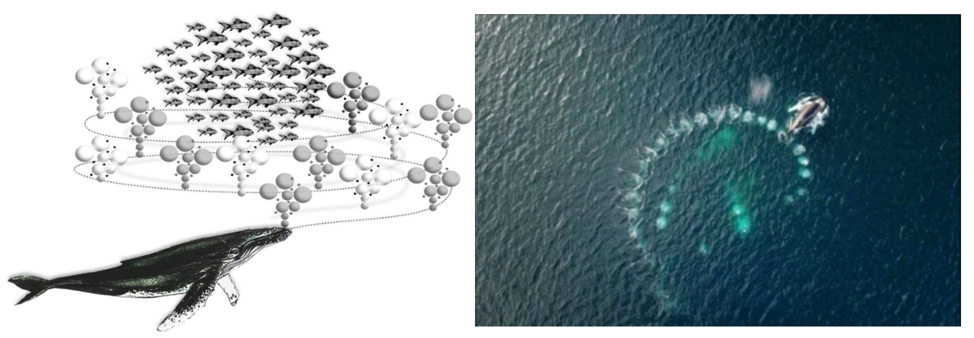 Biomimetics 09 00639 g001