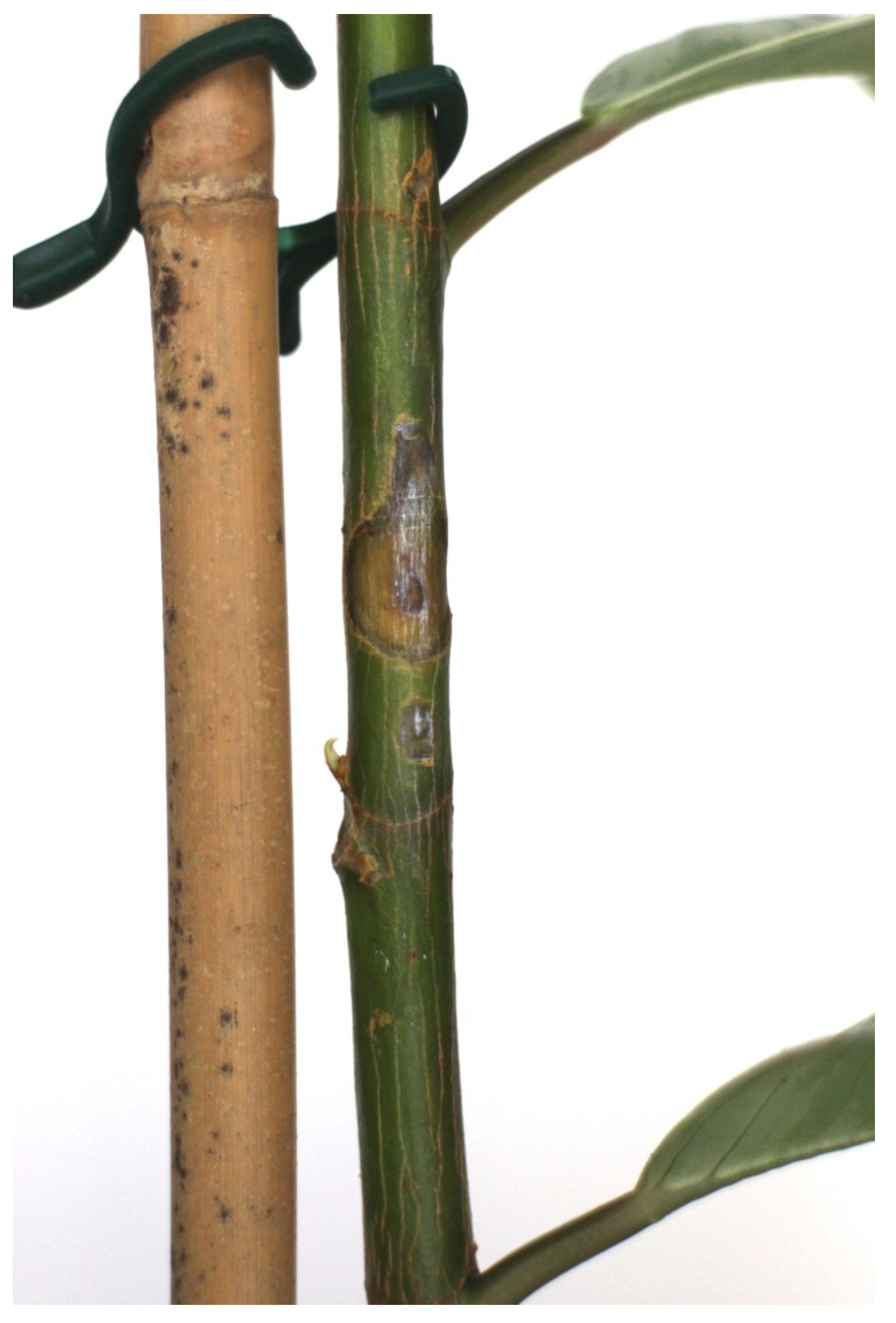 Biomimetics 09 00640 g006