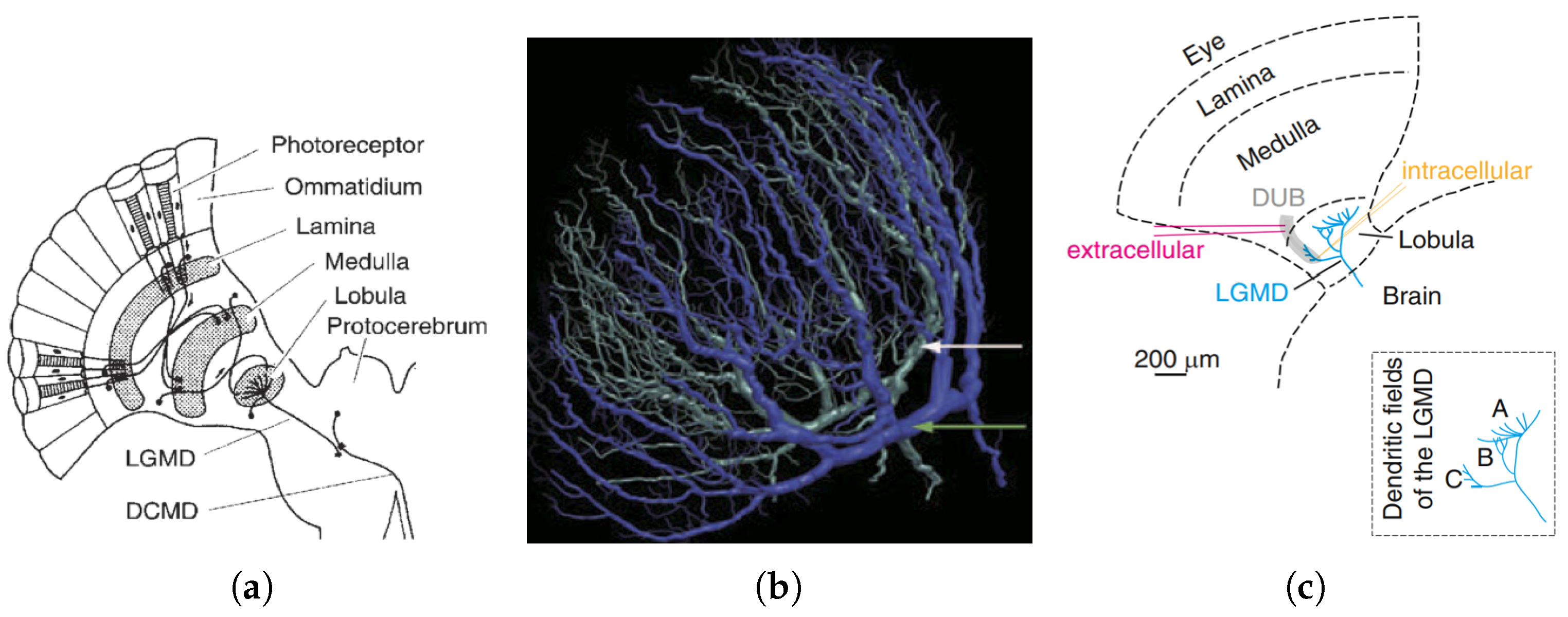 Biomimetics 09 00650 g001