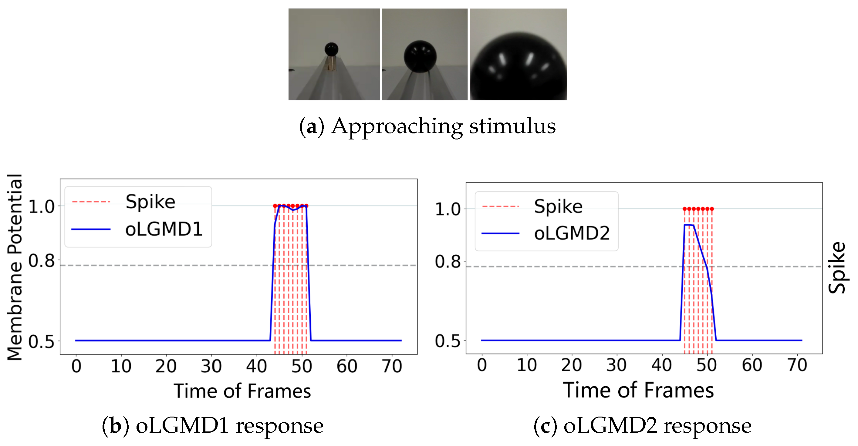 Biomimetics 09 00650 g007