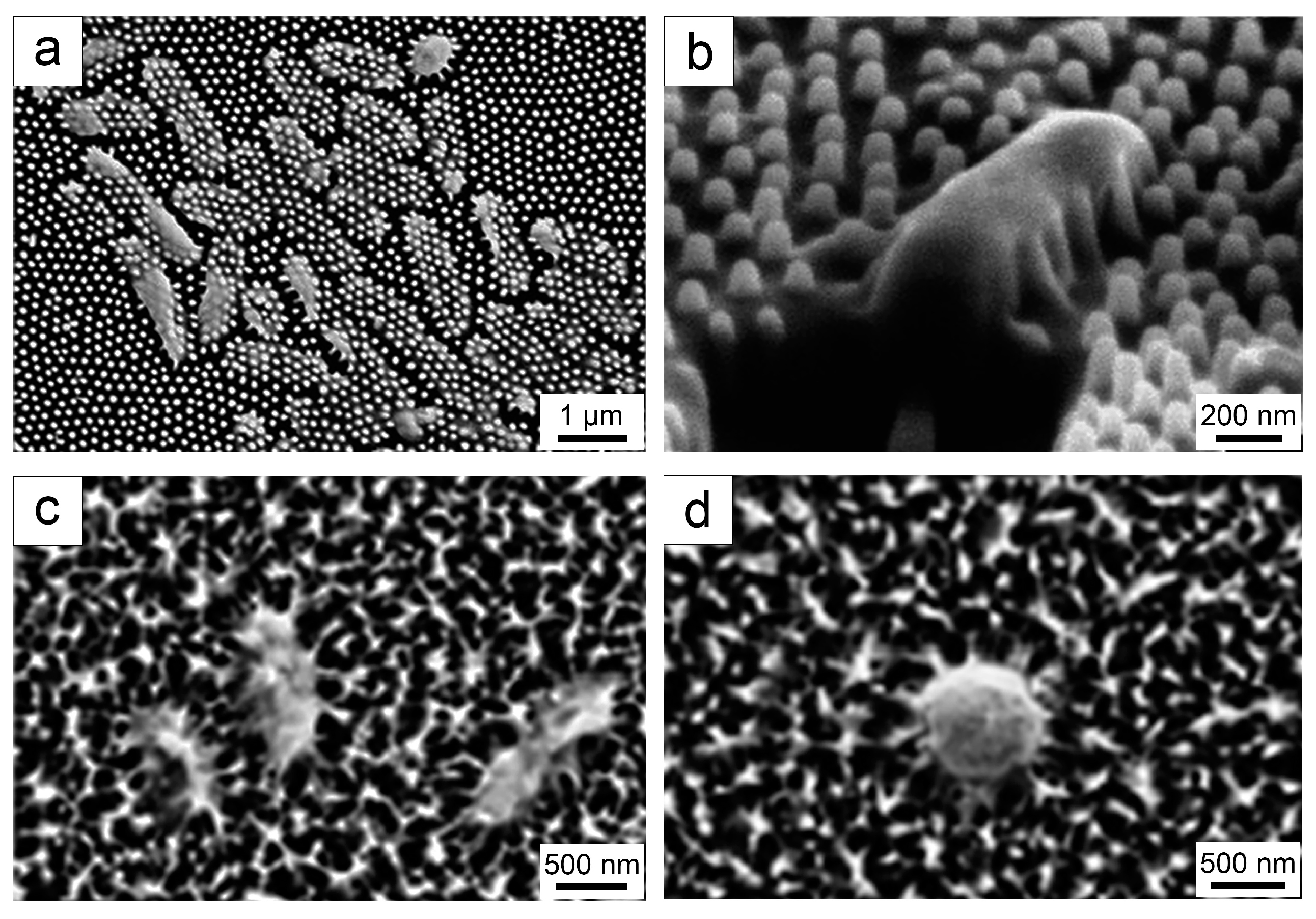 Biomimetics 09 00656 g003