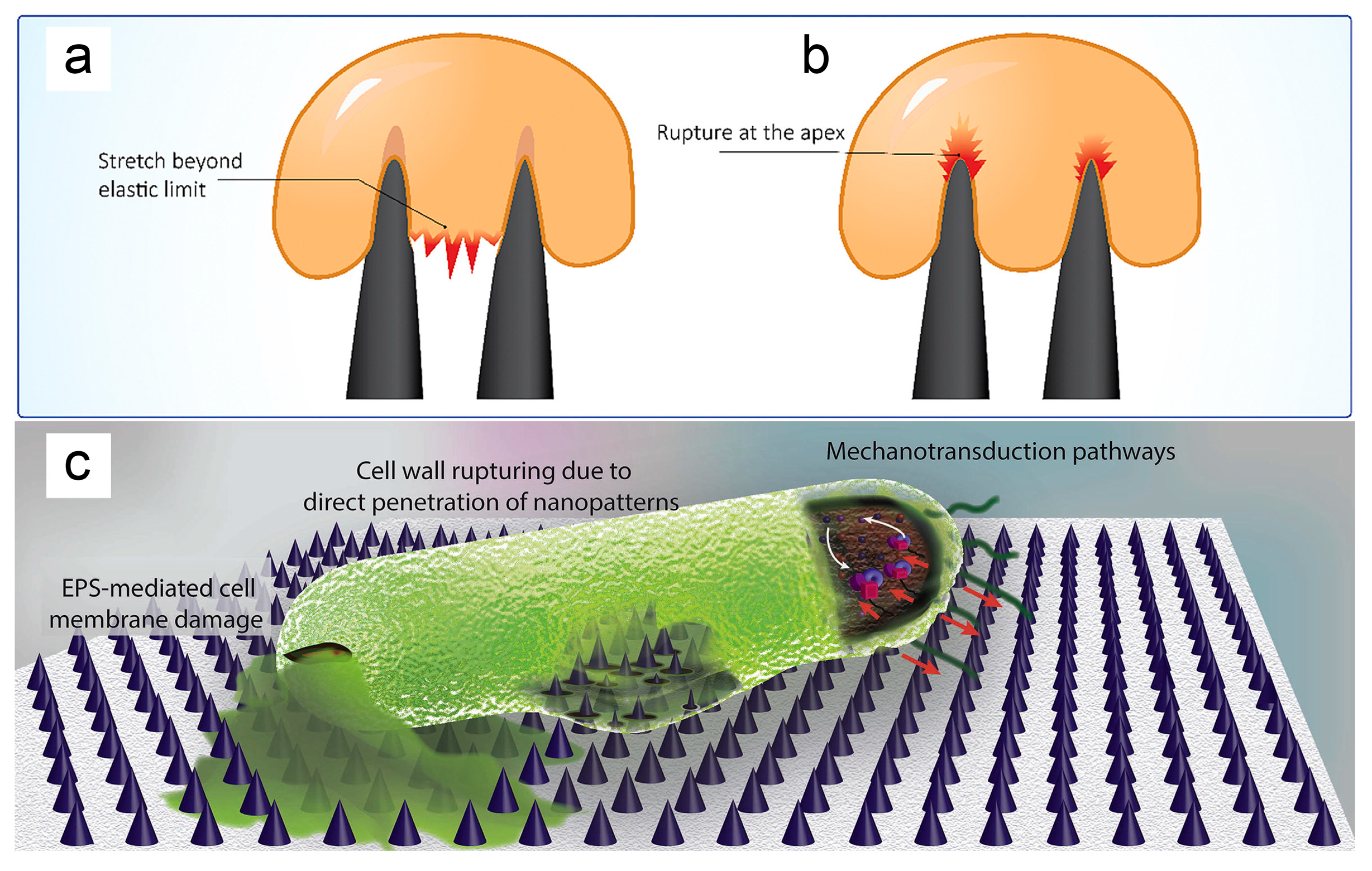 Biomimetics 09 00656 g005