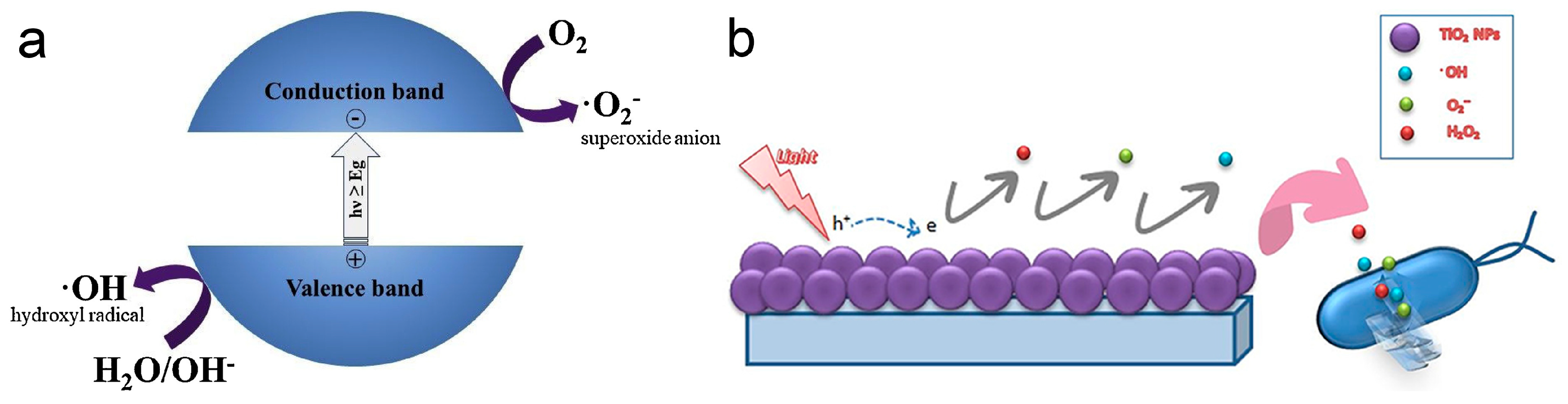 Biomimetics 09 00656 g007
