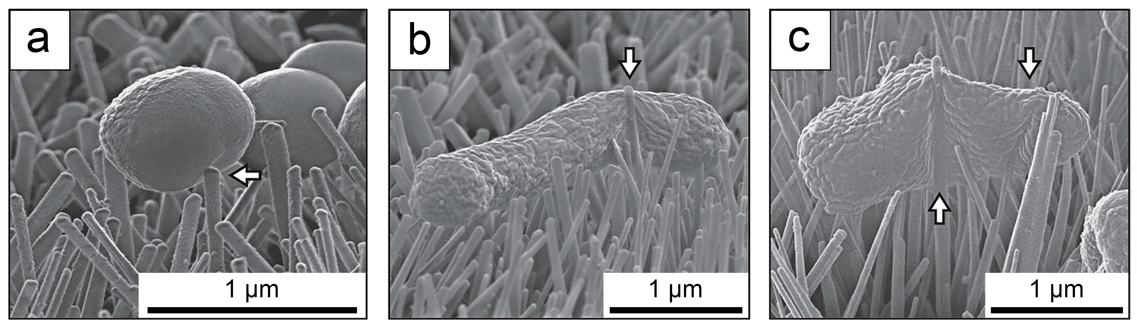 Biomimetics 09 00656 g010