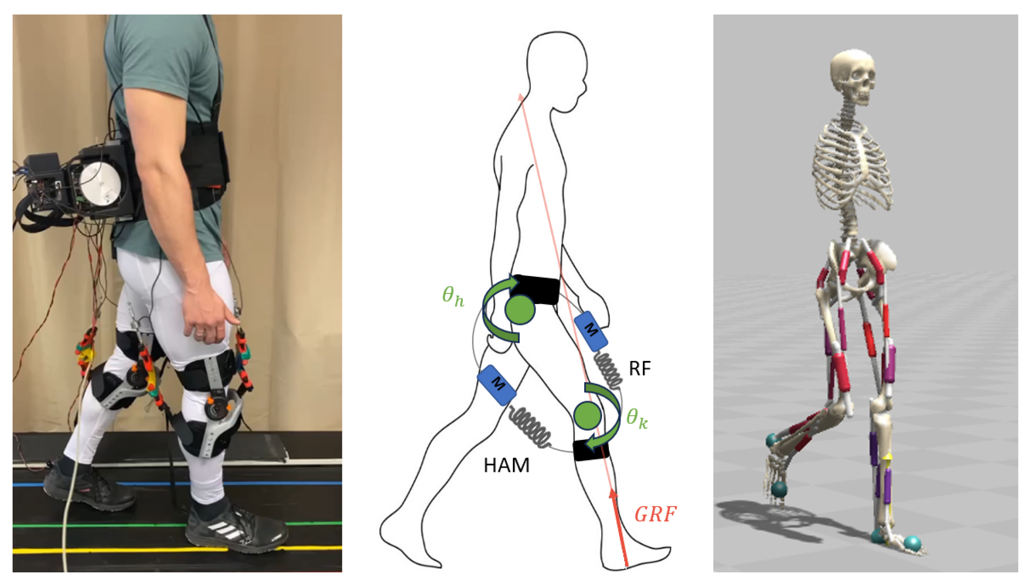 Biomimetics 09 00665 g001