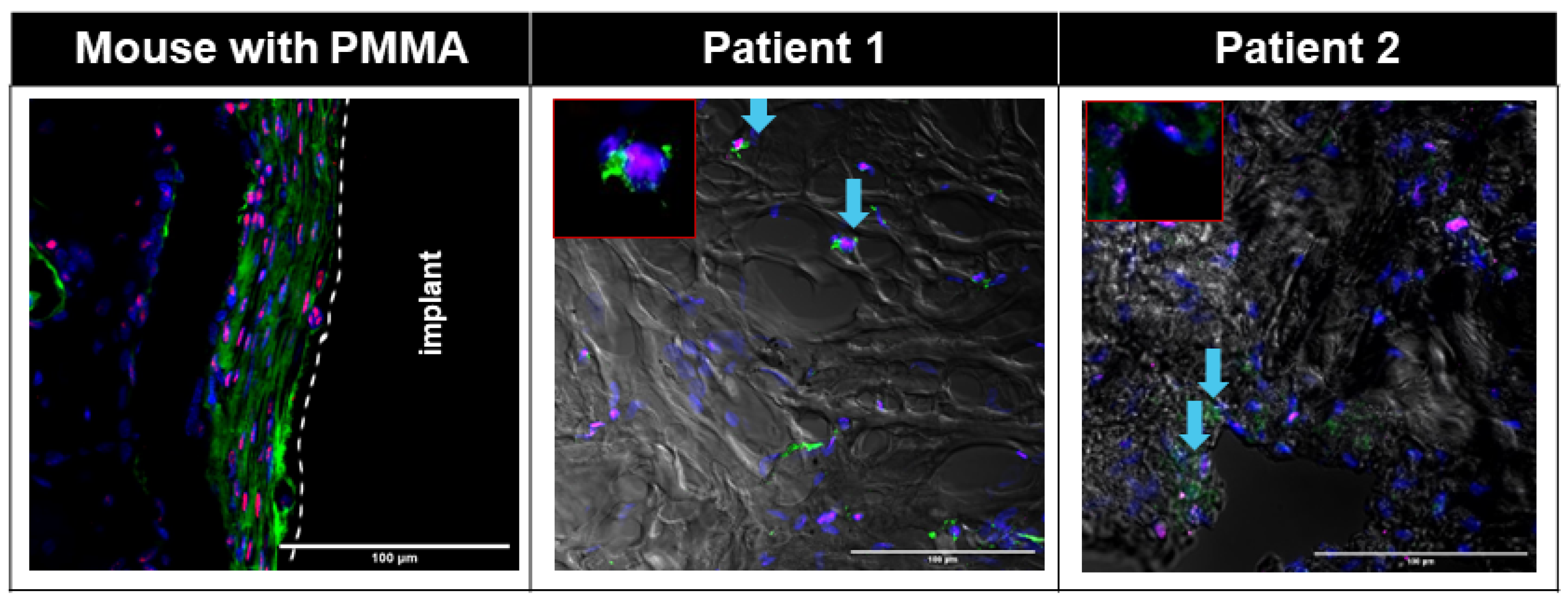 Biomimetics 09 00673 g003