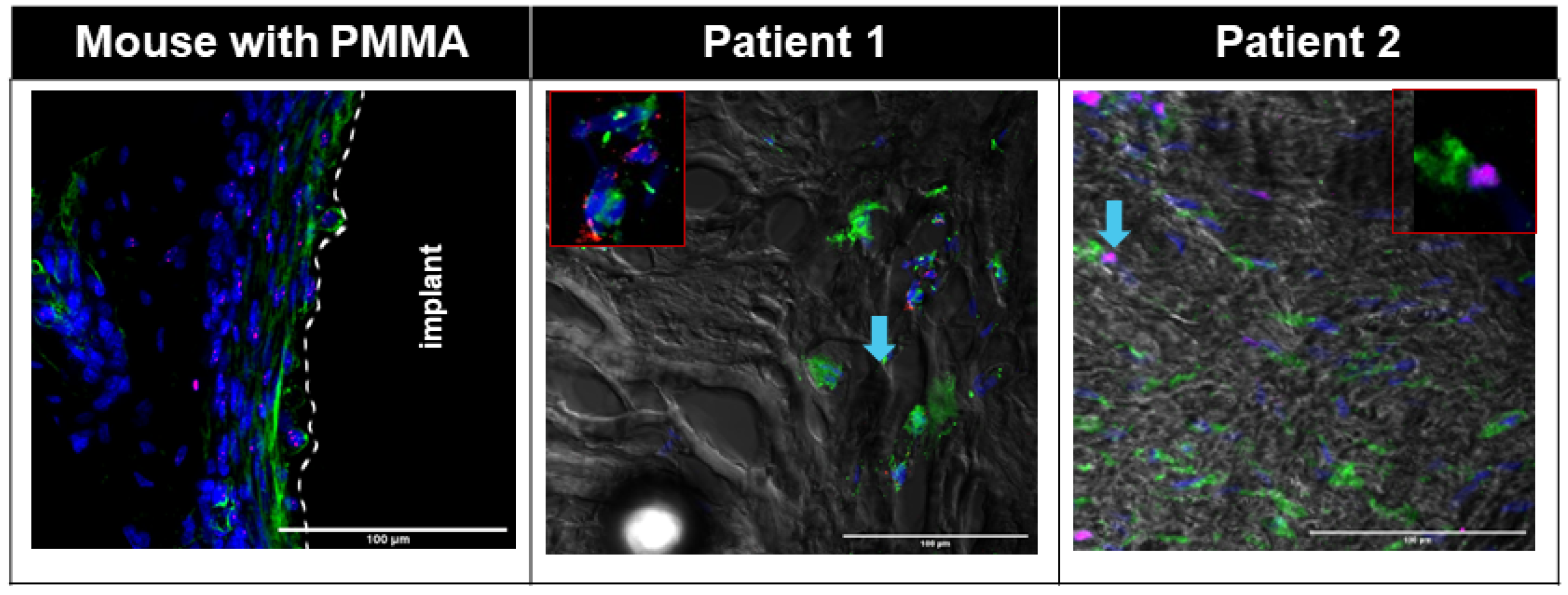 Biomimetics 09 00673 g004