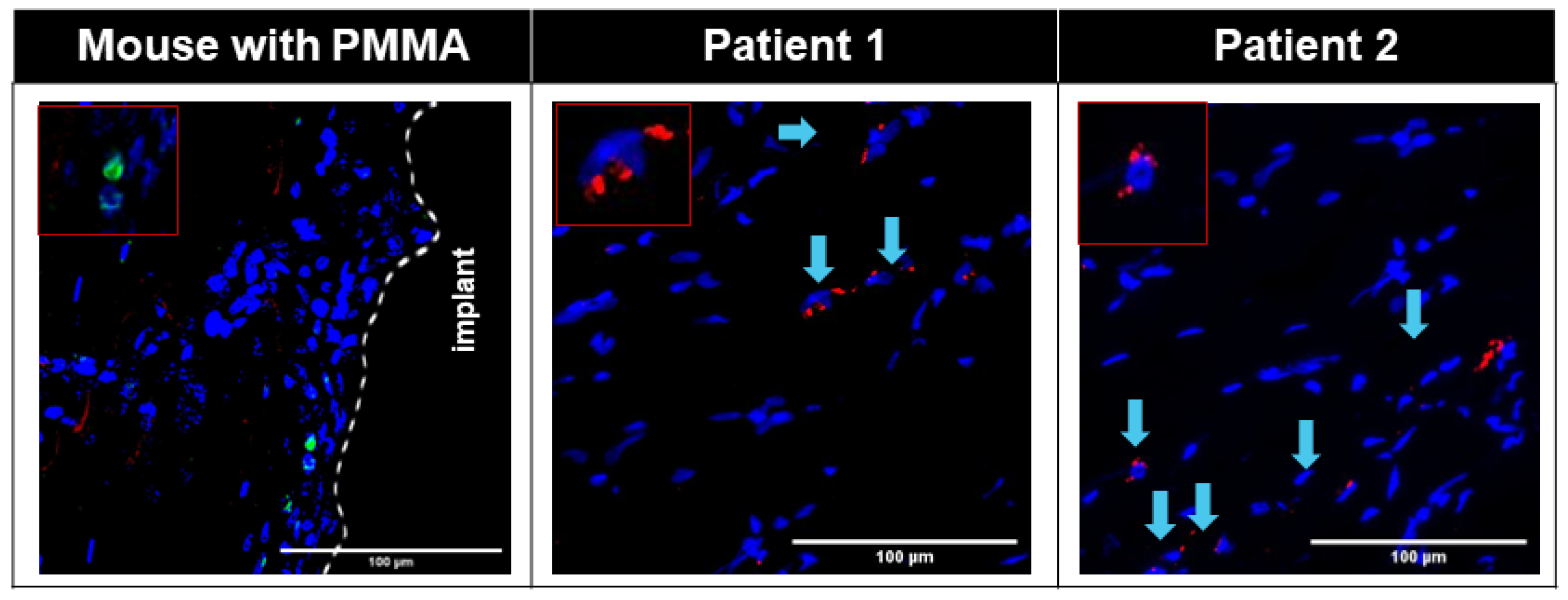 Biomimetics 09 00673 g005