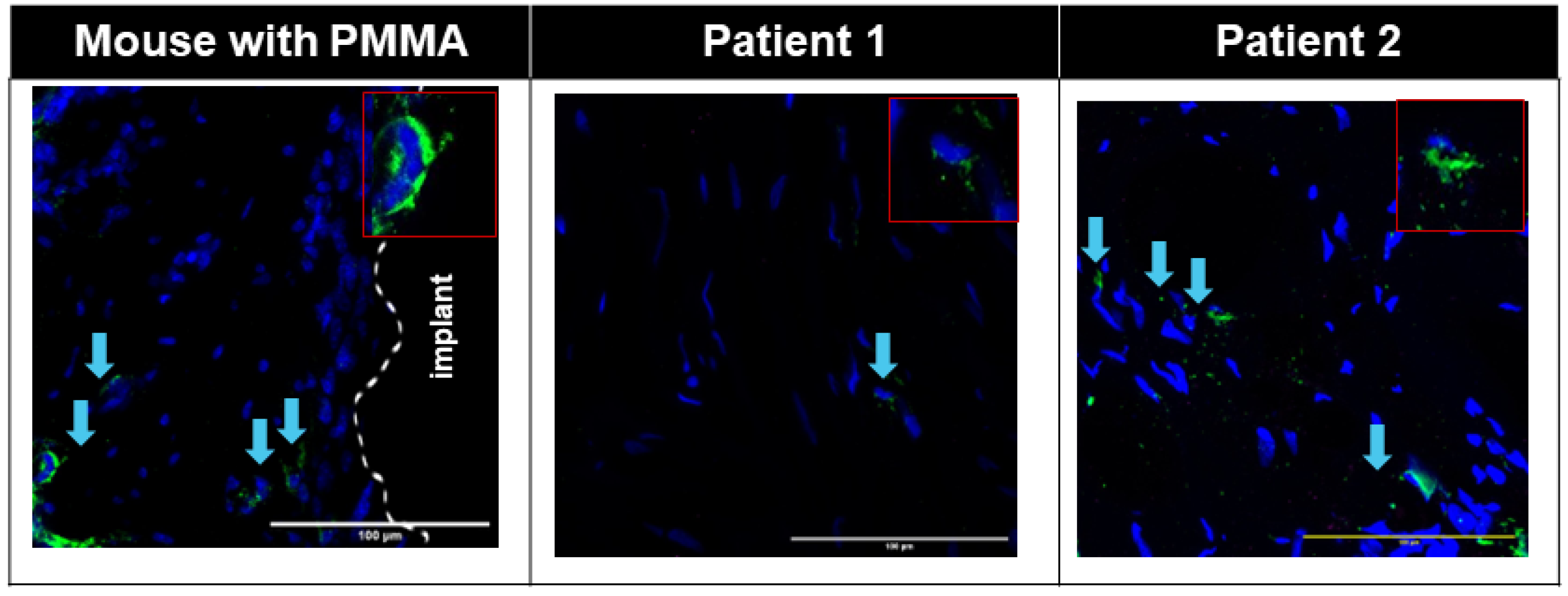 Biomimetics 09 00673 g006