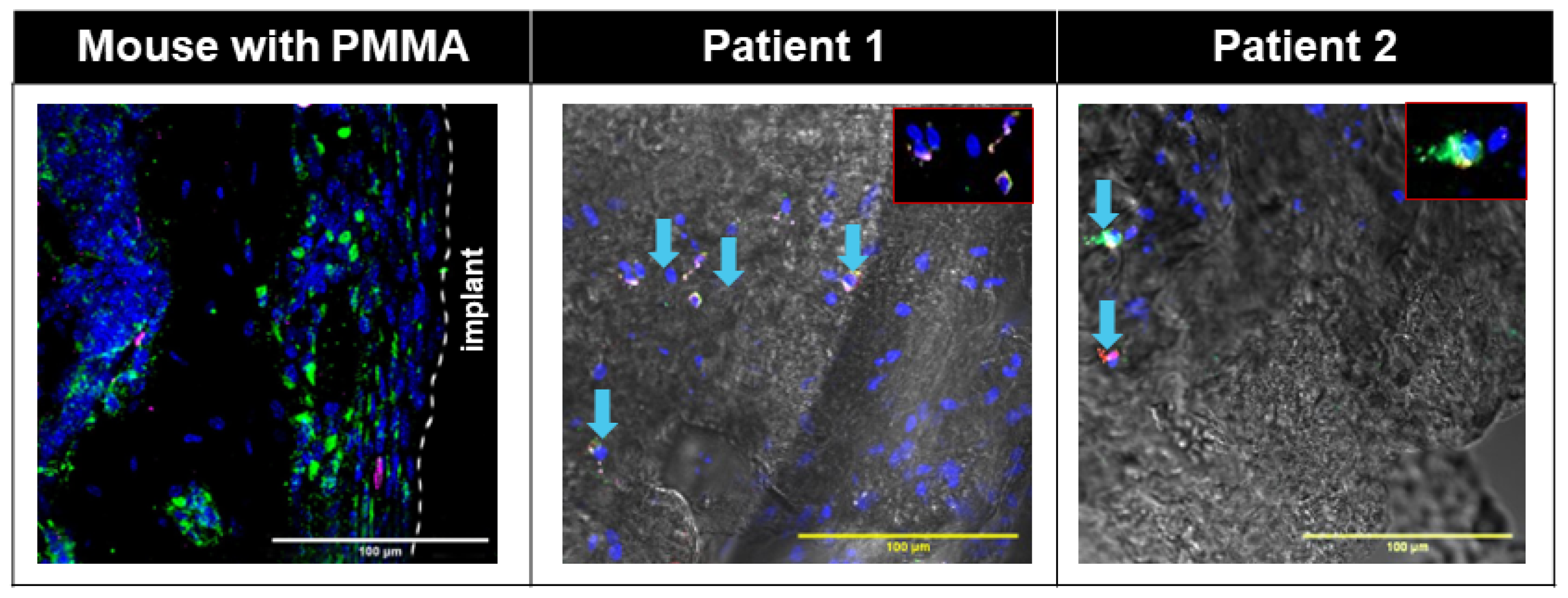 Biomimetics 09 00673 g007