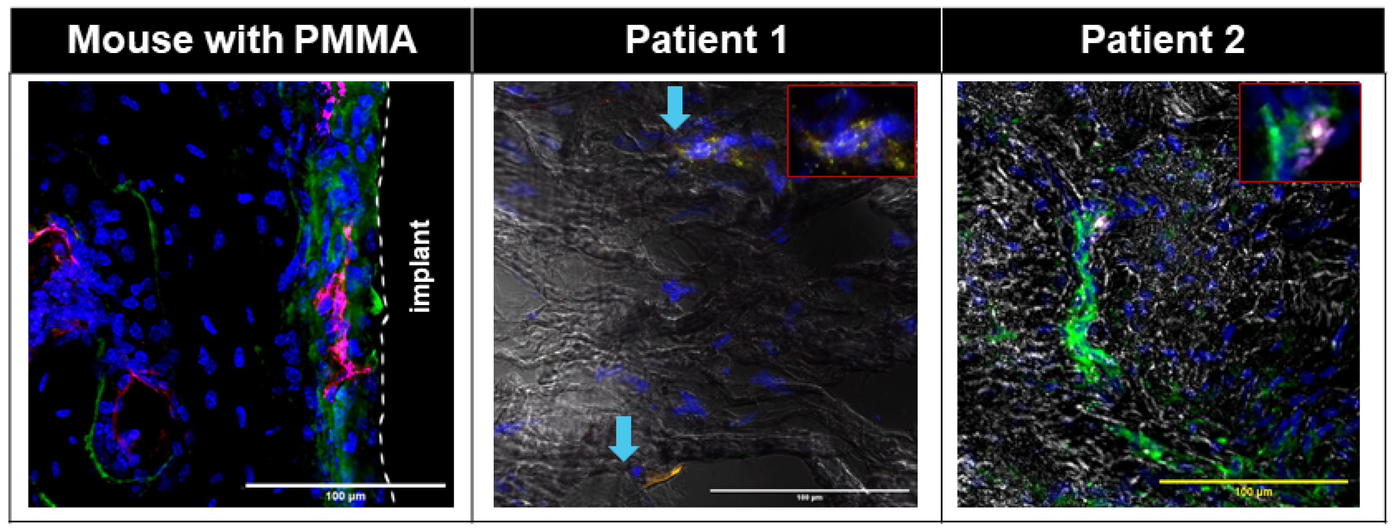 Biomimetics 09 00673 g008