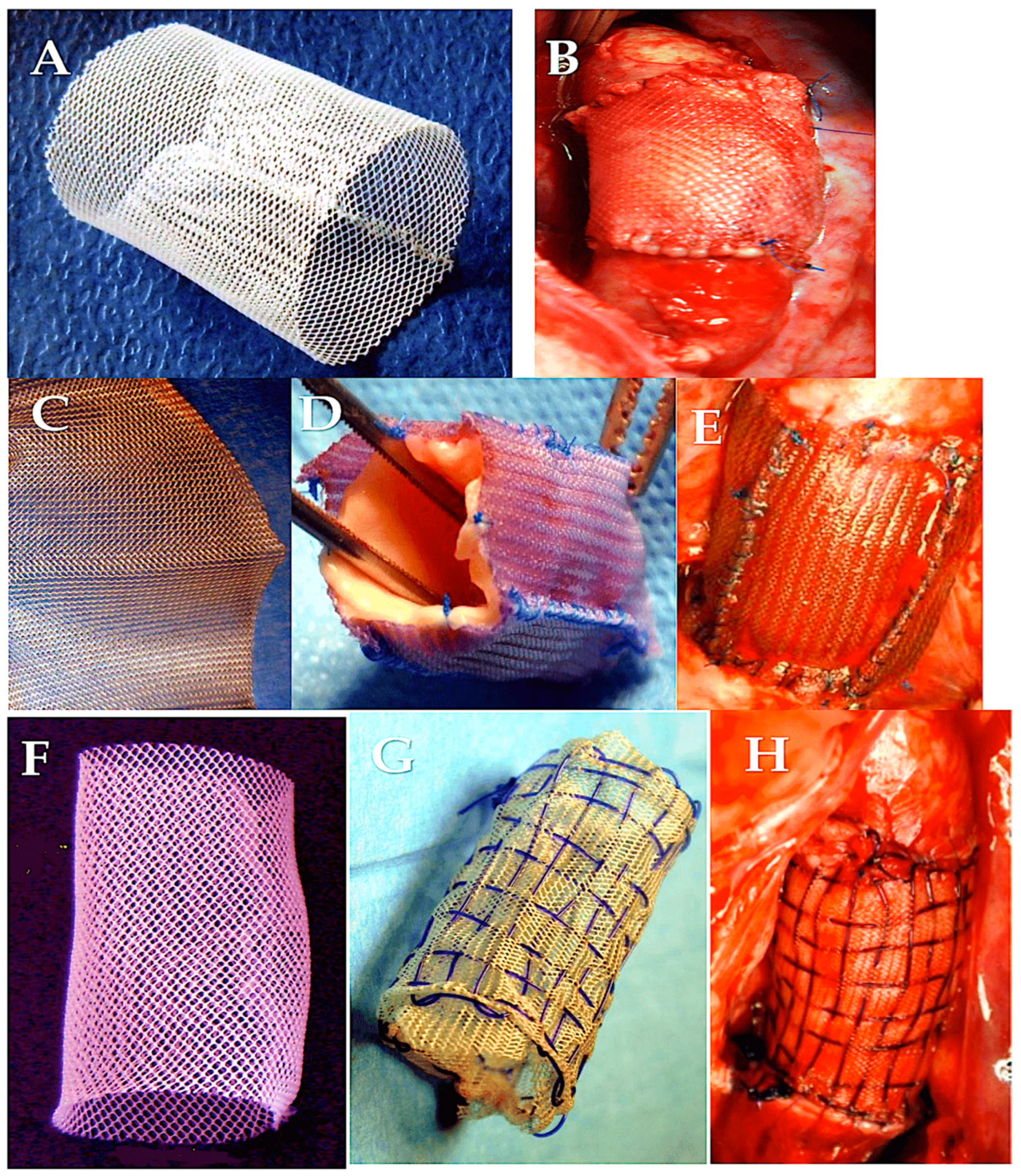 Biomimetics 09 00674 g006