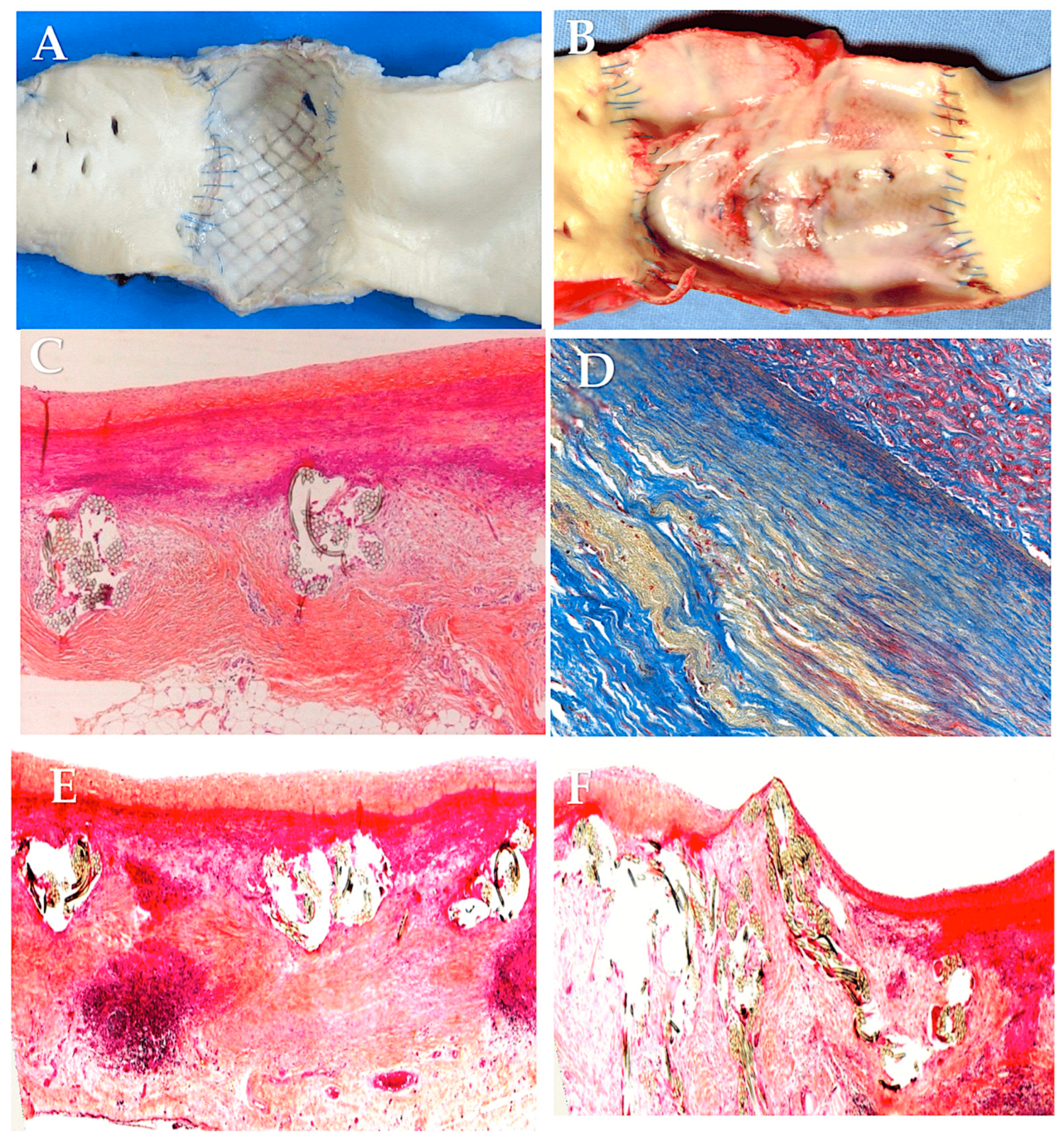 Biomimetics 09 00674 g008