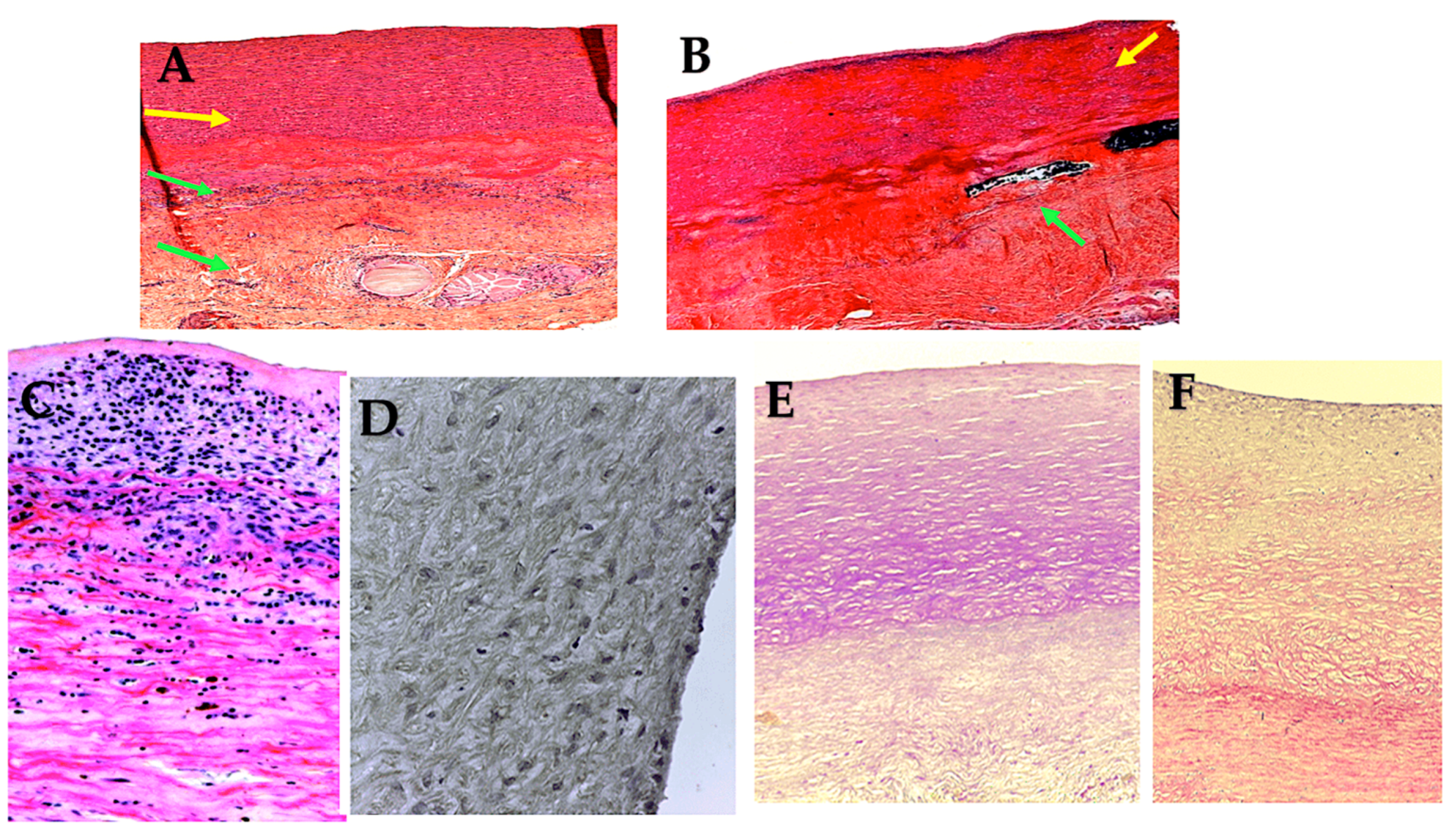 Biomimetics 09 00674 g009