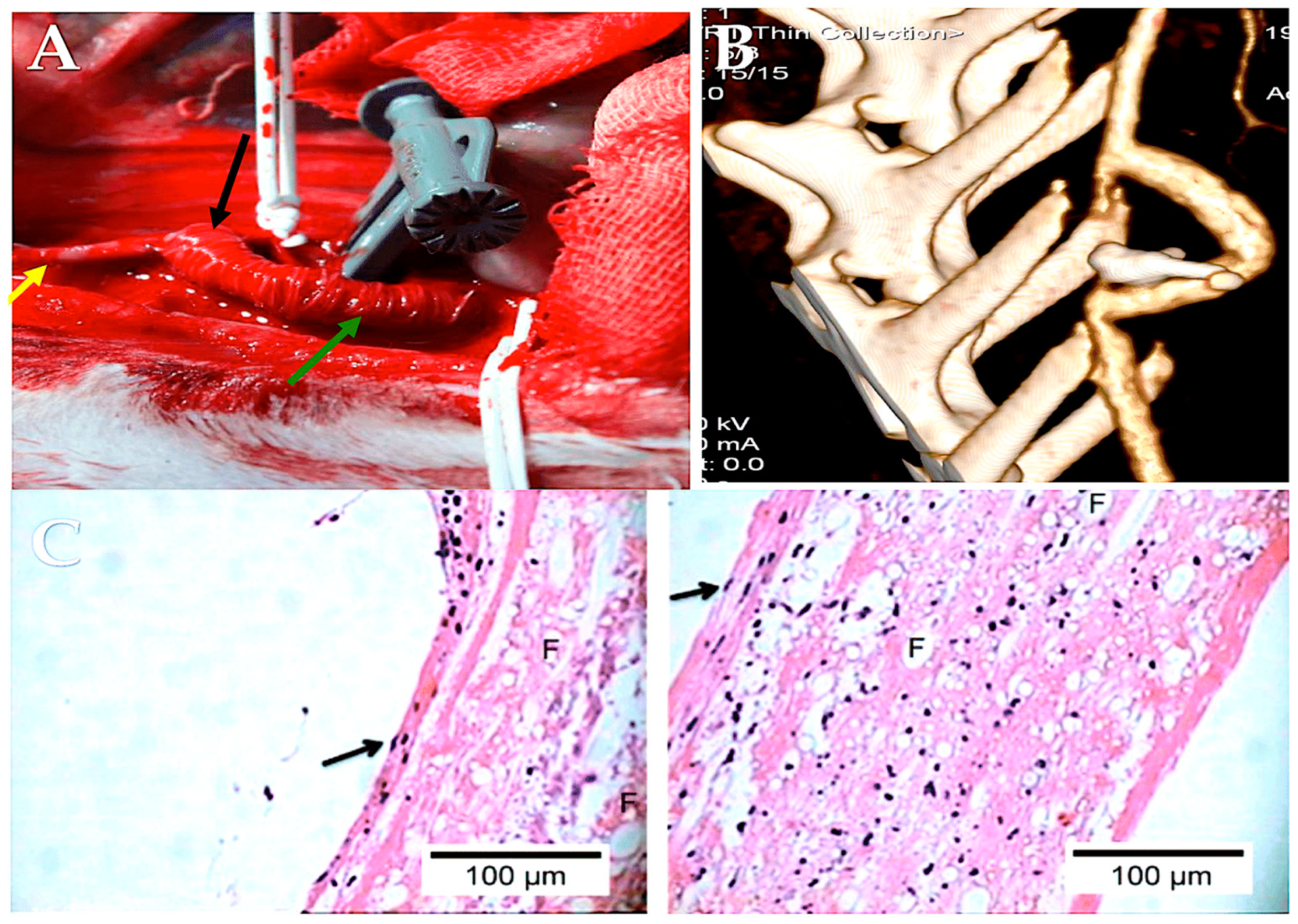 Biomimetics 09 00674 g010