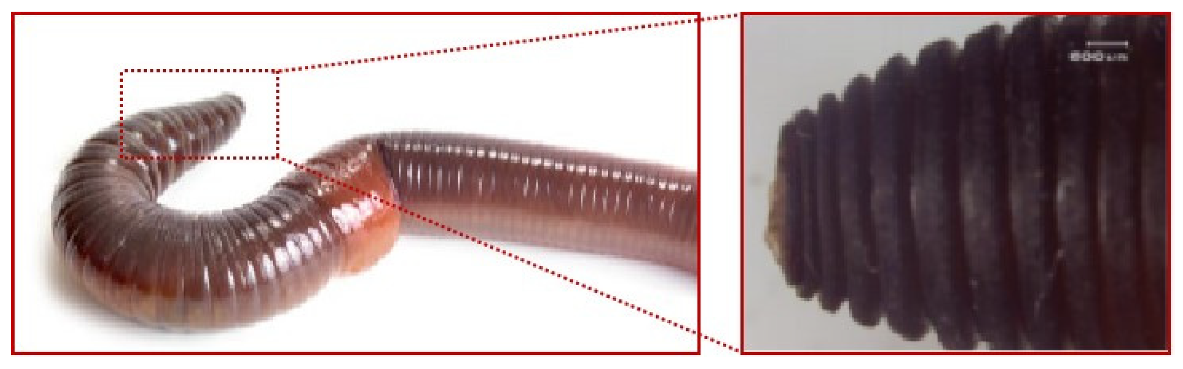 Biomimetics 09 00686 g003