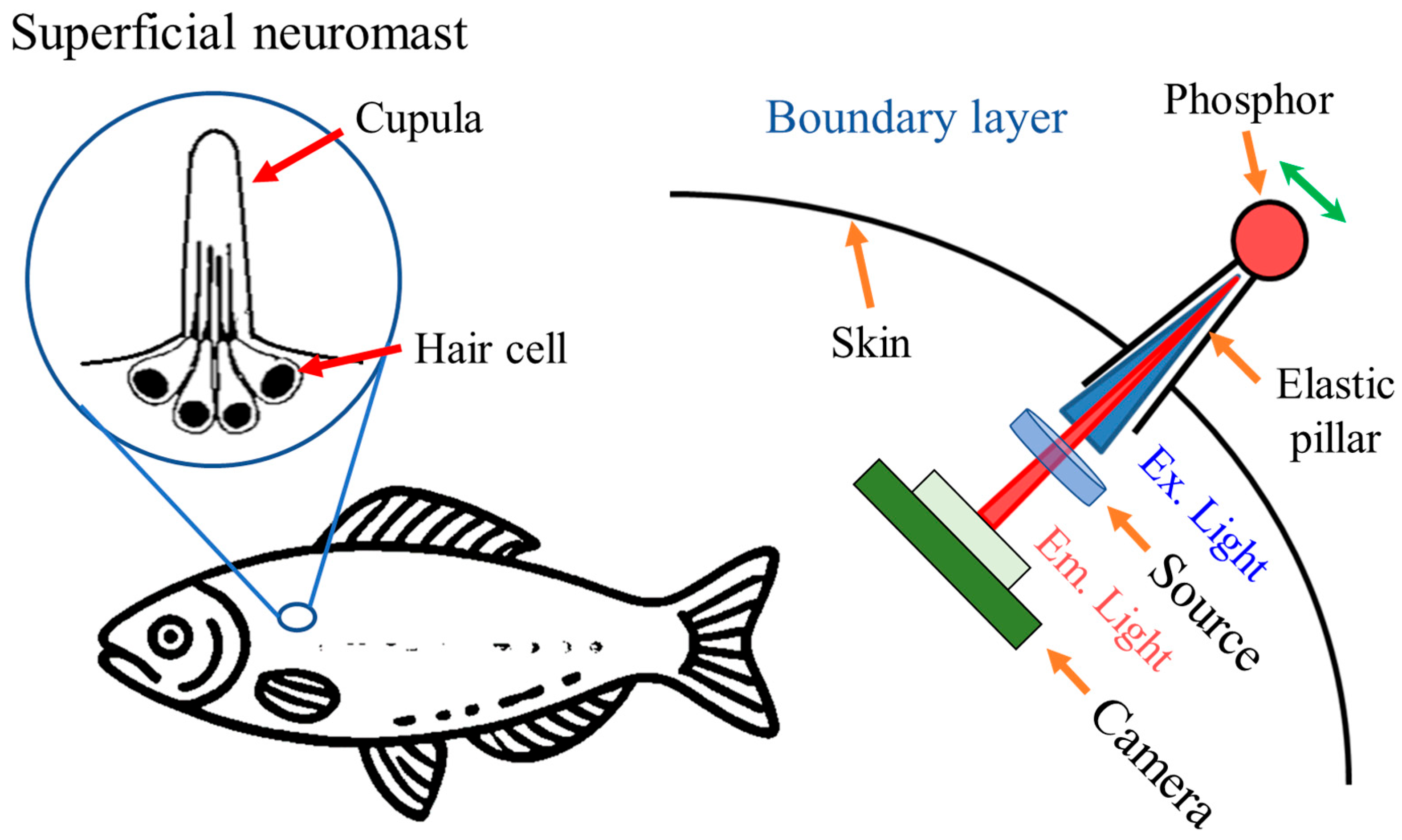 Biomimetics 09 00721 g001