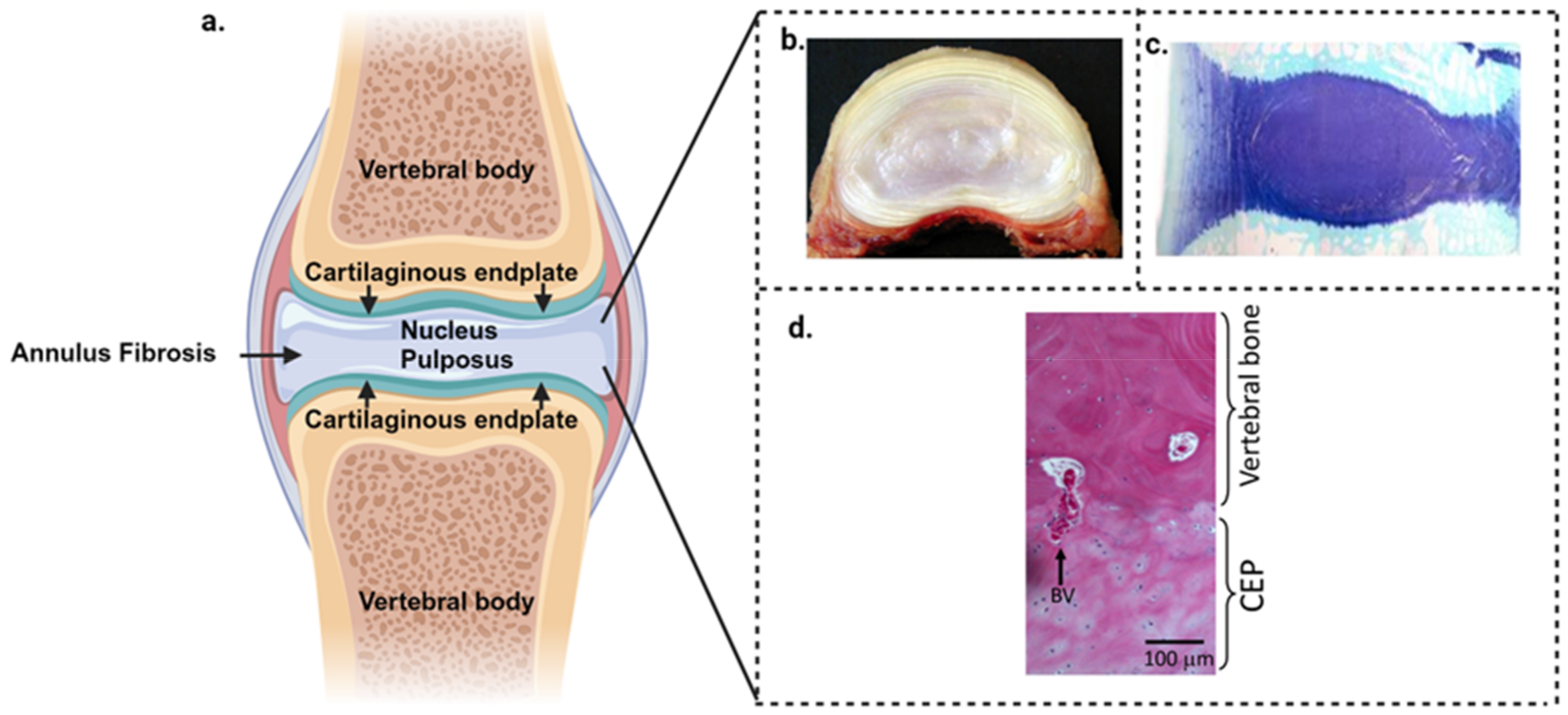Biomimetics 09 00722 g001