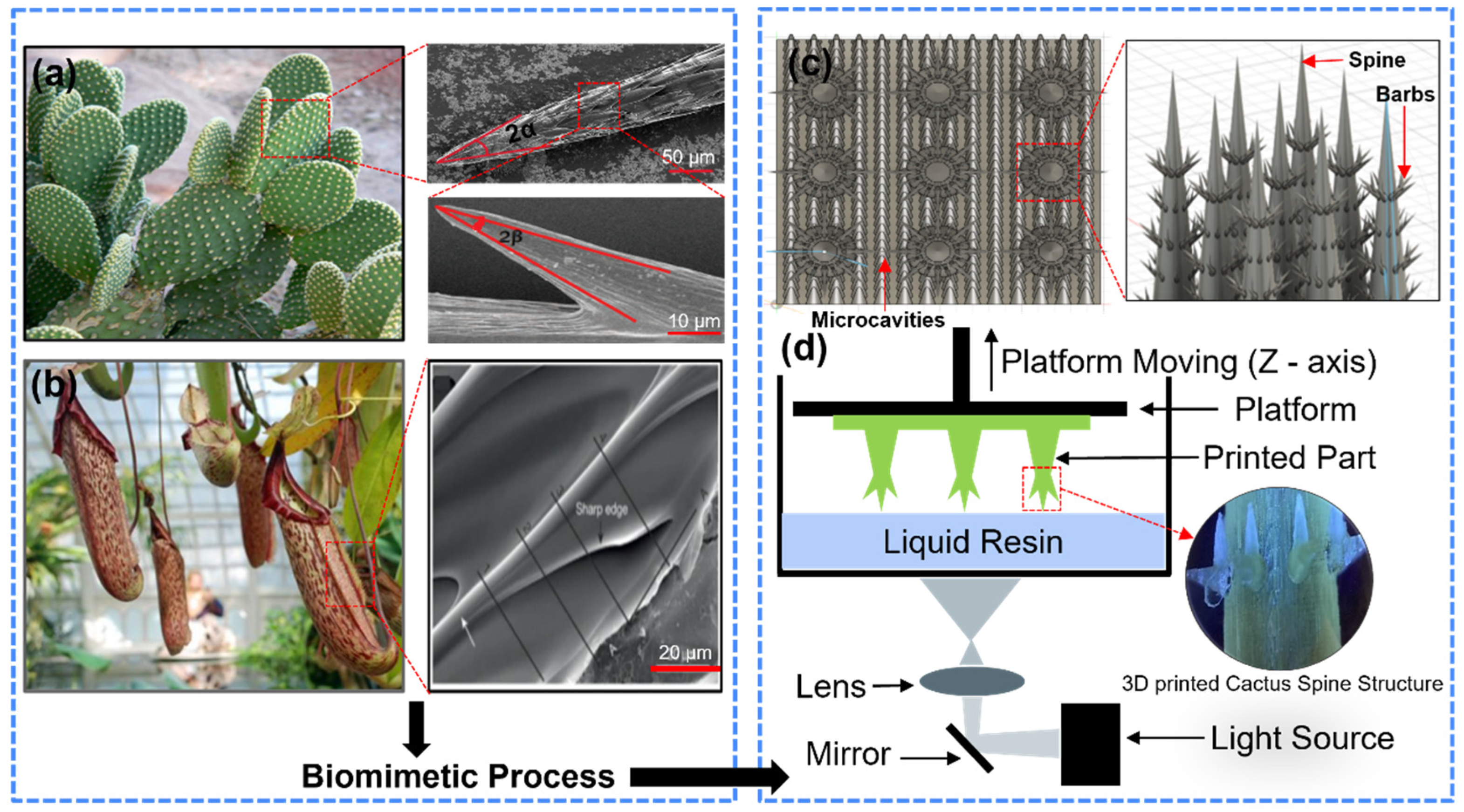Biomimetics 09 00734 g001