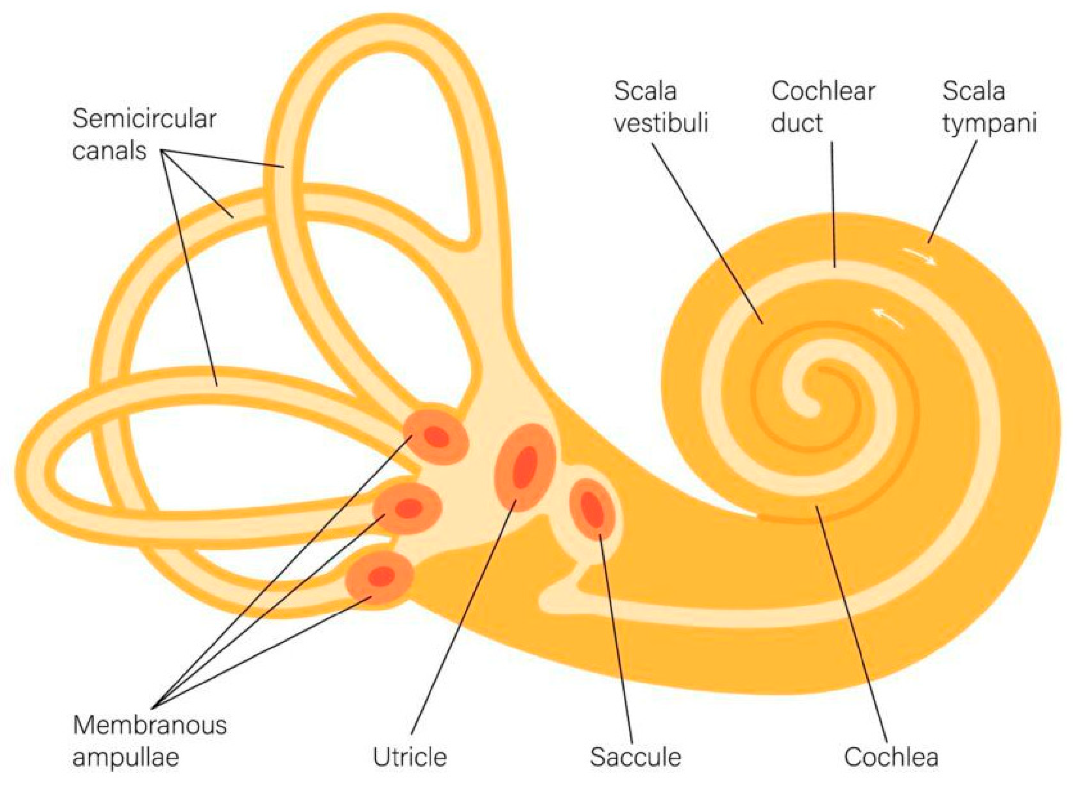 Biomimetics 09 00745 g001